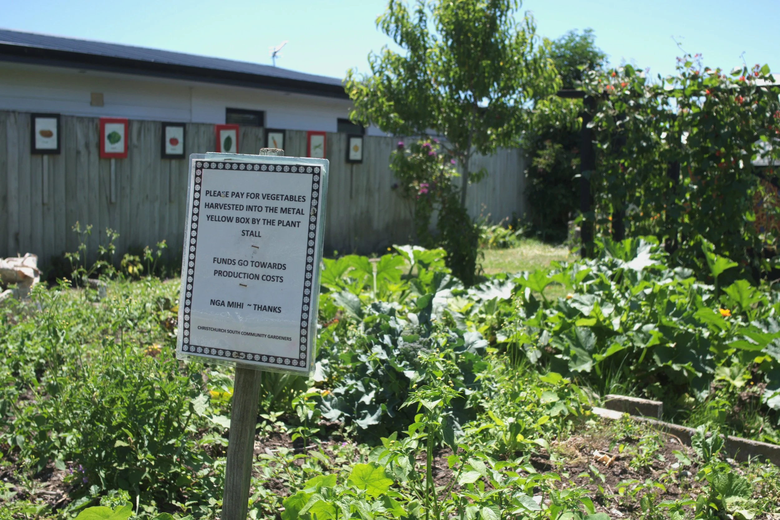 Garden with green vegetables and a sign asking for payment for vegetables harvested into a yellow metal box by the plant stall at Christchurch South Community Garden.