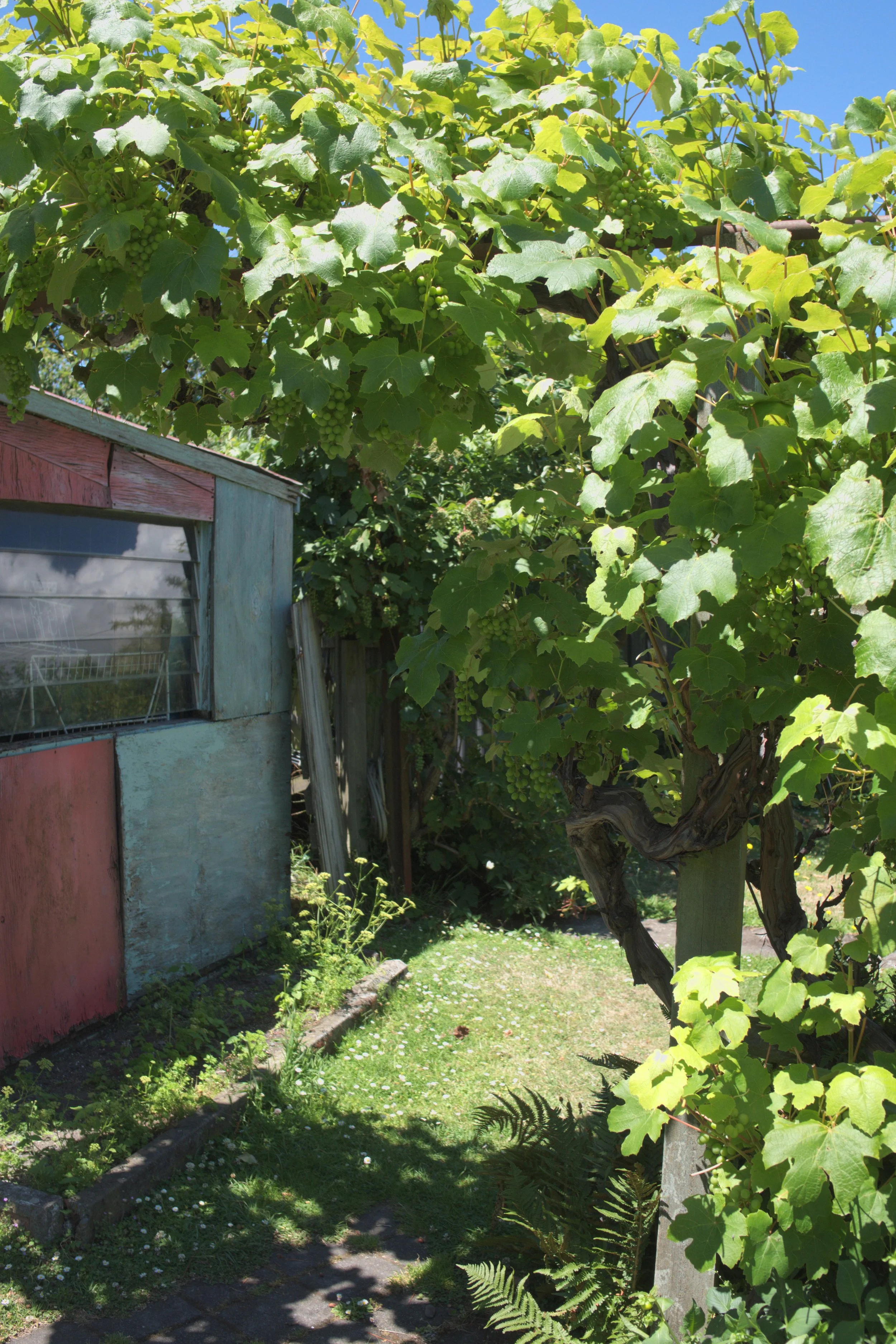 A garden scene with a vine covered in green leaves and grapes growing on a trellis, next to a small shed with weathered colorful wooden panels, and a grassy path with small flowers.