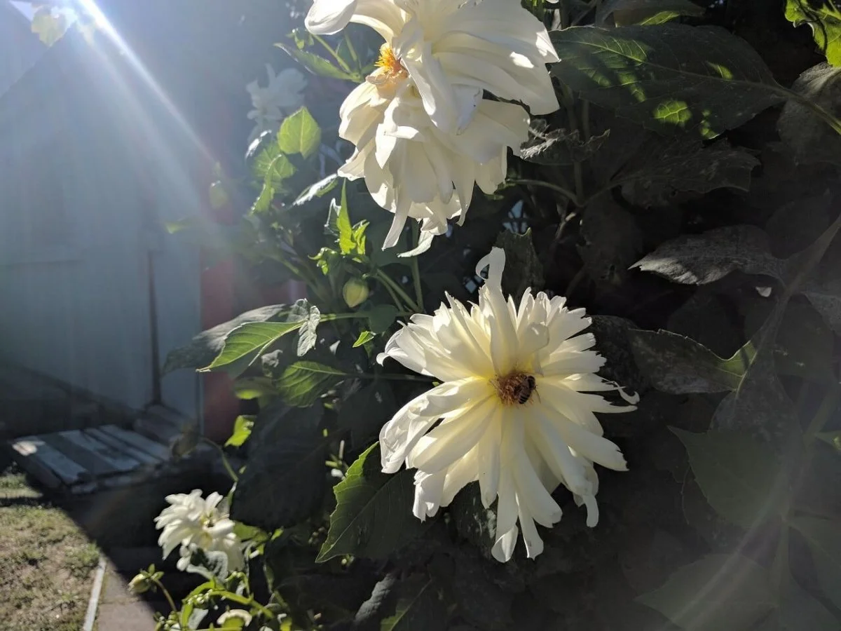White flowers blooming on a bush with green leaves, sunlight shining through, and a bee on one of the flowers.
