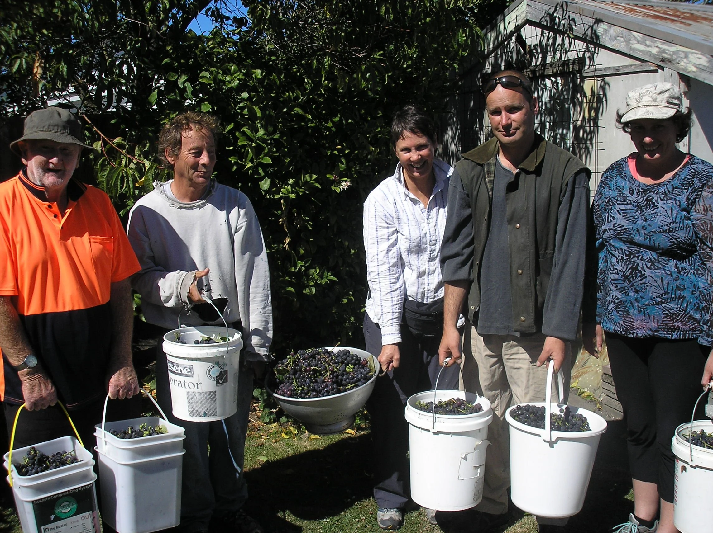 Group of six people harvesting and collecting grapes in an outdoor setting, with buckets and a large bowl filled with dark grapes, against a background of greenery and a shed.