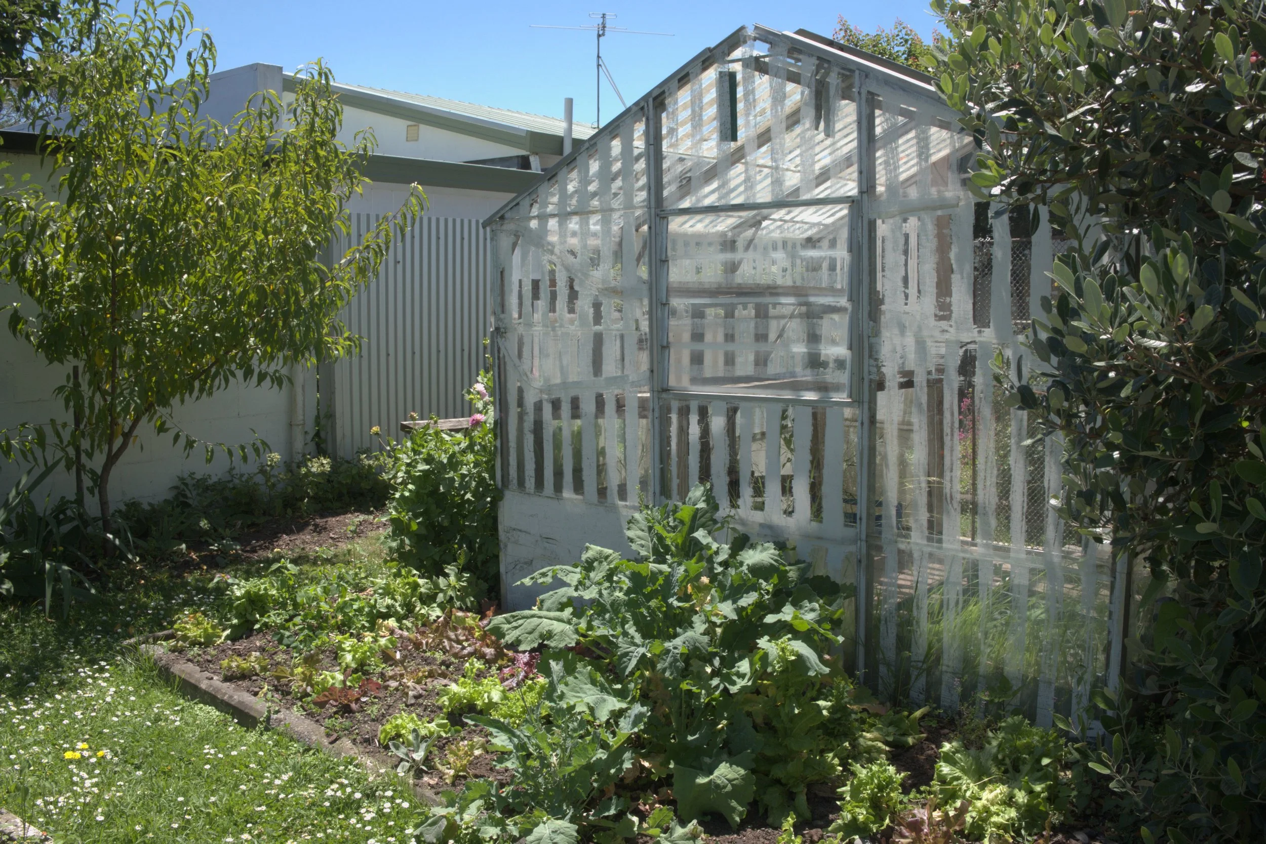 A small garden with a greenhouse on the right, surrounded by green plants and a tree on the left, with a white fence in the background and a blue sky overhead.