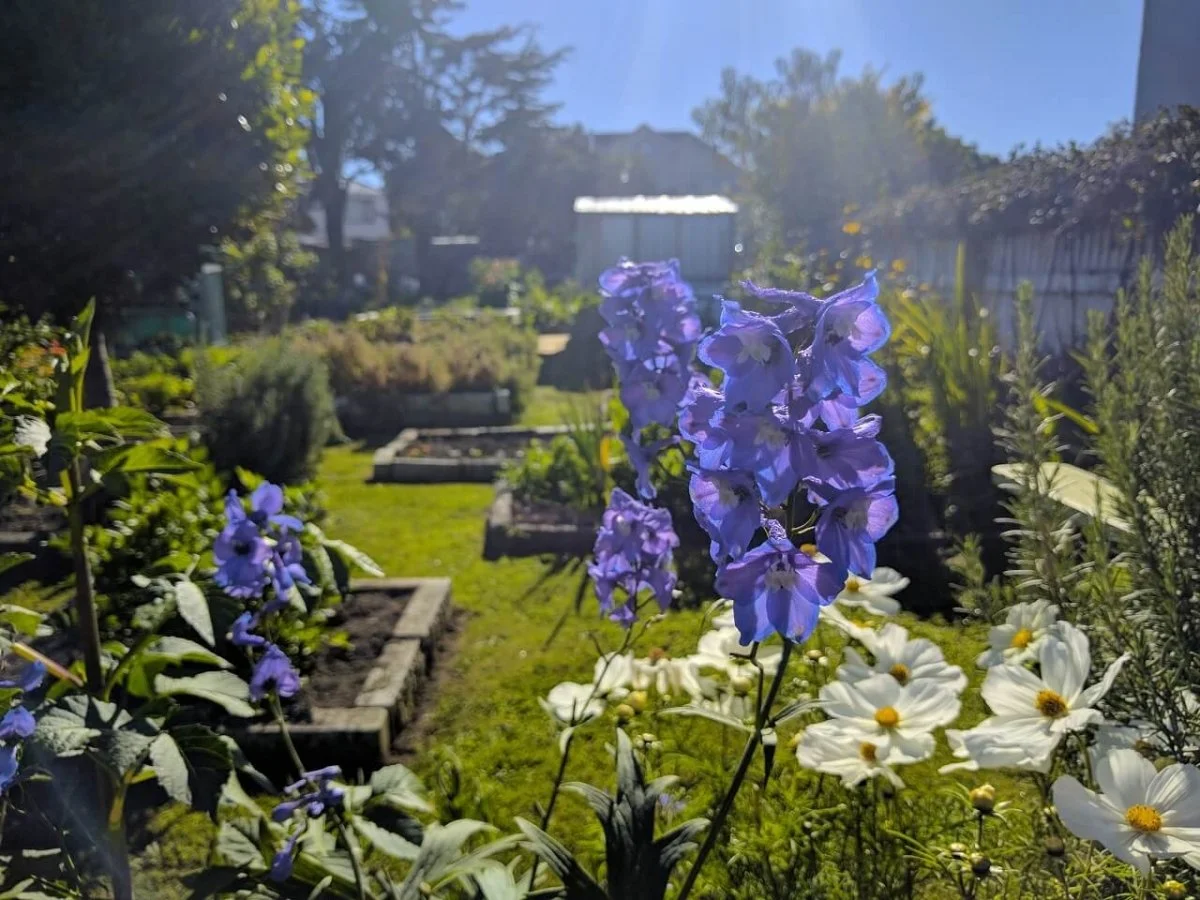 A garden with purple and white flowers, framed by a sunny sky and trees in the background.