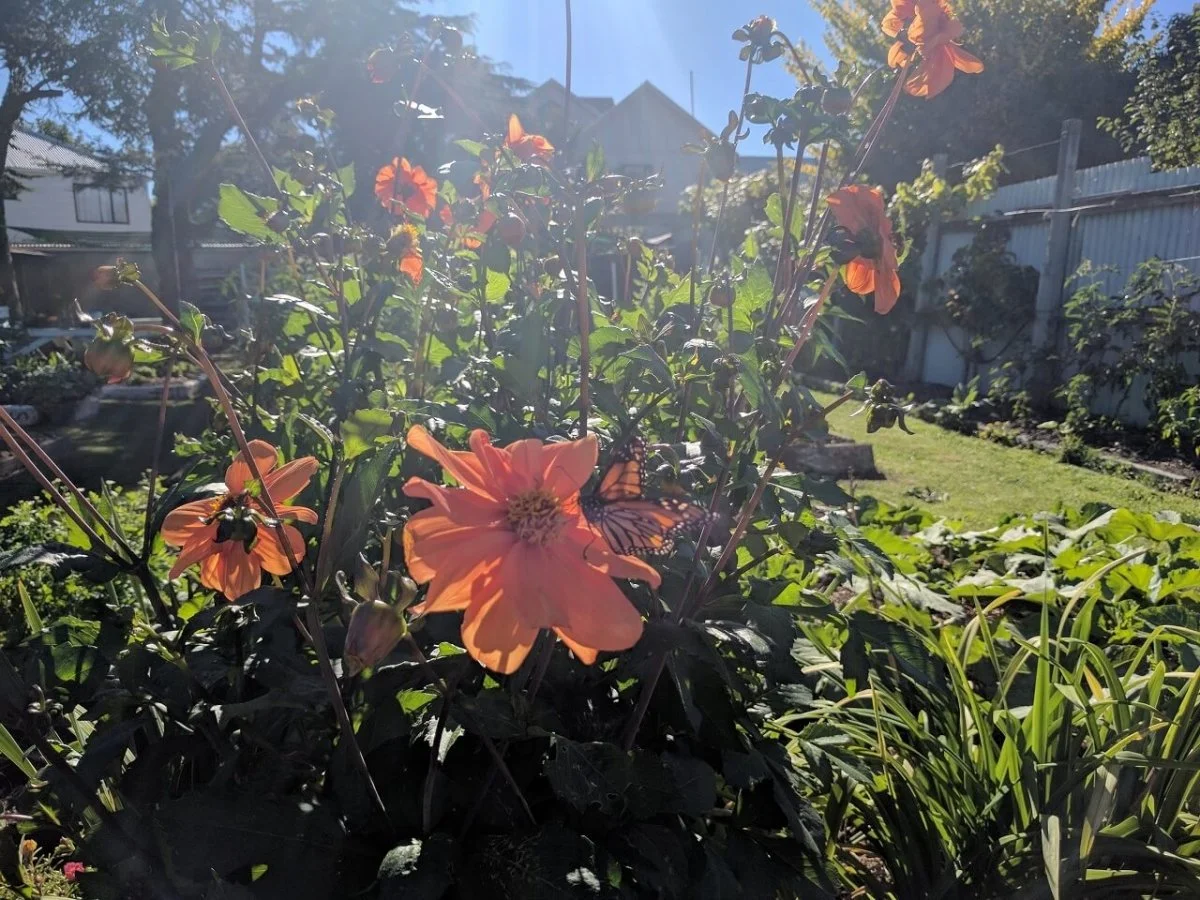 Orange flowers with a butterfly perched on one of the blossoms in a sunny garden with a fence and houses in the background.