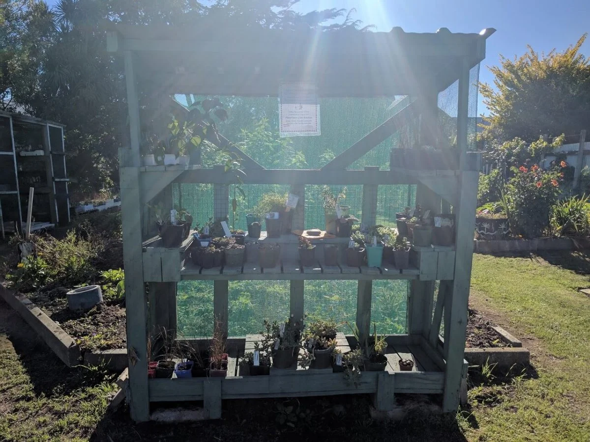 A small wooden greenhouse with potted plants inside and outside, located in a garden under bright sunlight.