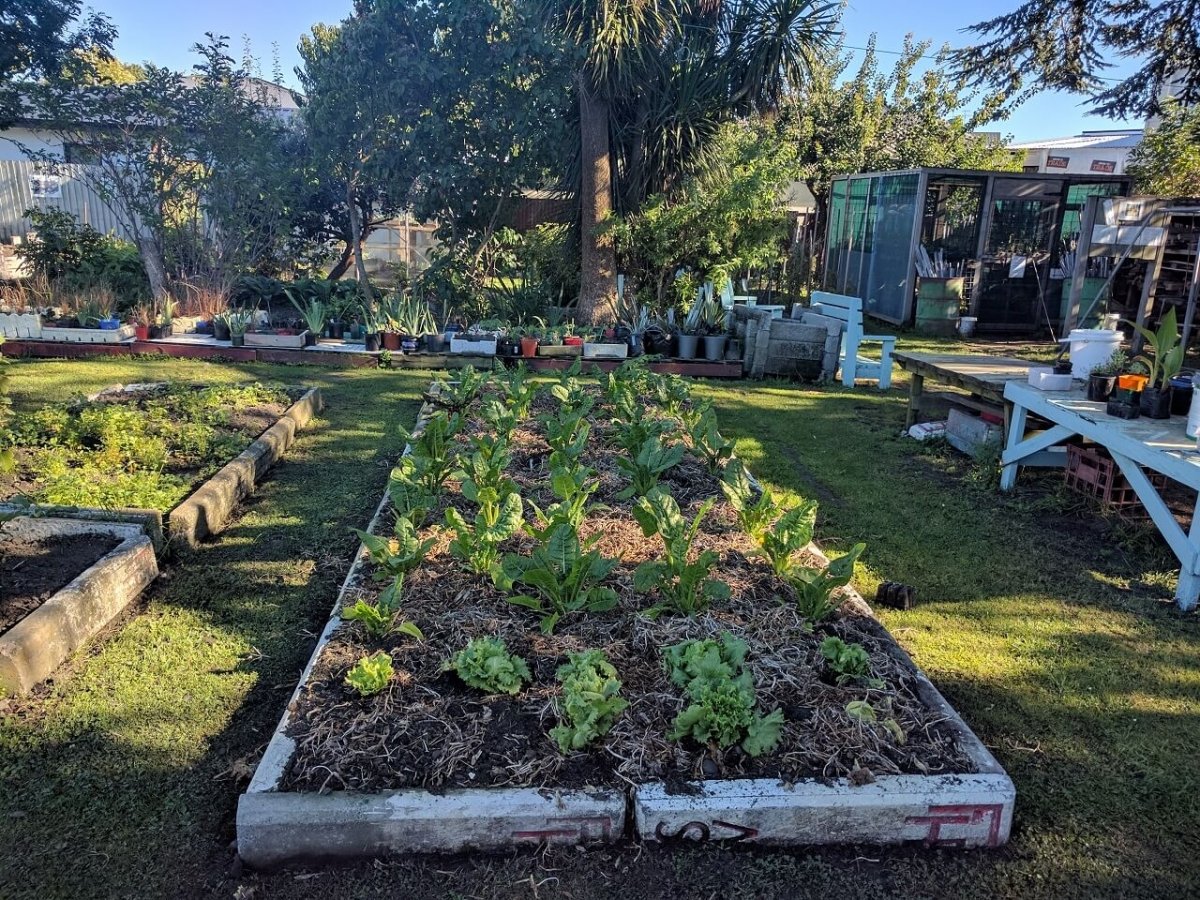 Vegetable garden with leafy greens and other plants, surrounded by trees and outdoor furniture in sunlight.