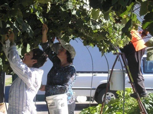 Two women are harvesting grapes in an outdoor vineyard, with a person on a ladder picking grapes above them.
