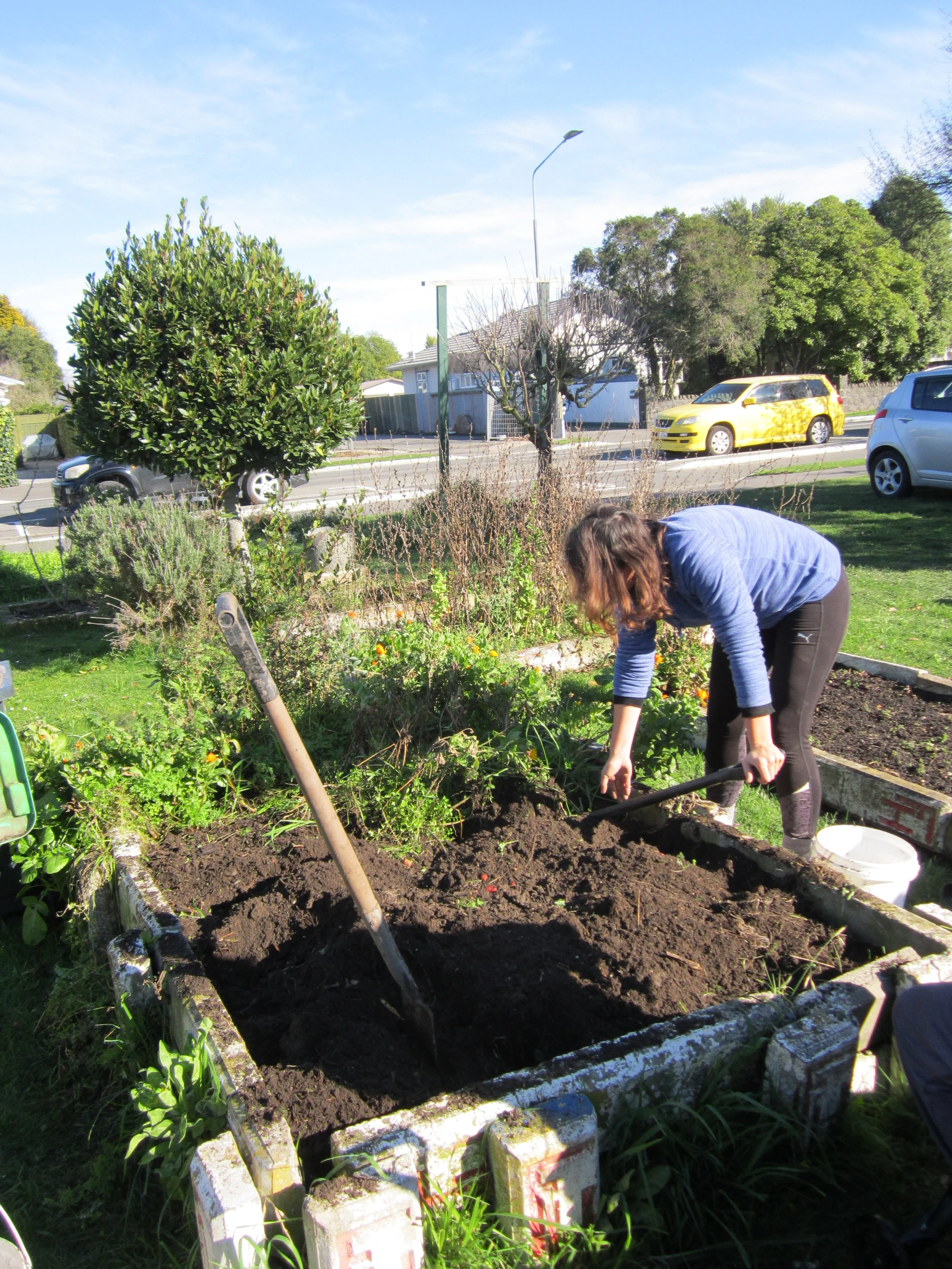 A woman planting or working in a garden bed on a sunny day, with trees, houses, parked cars, and a street in the background.