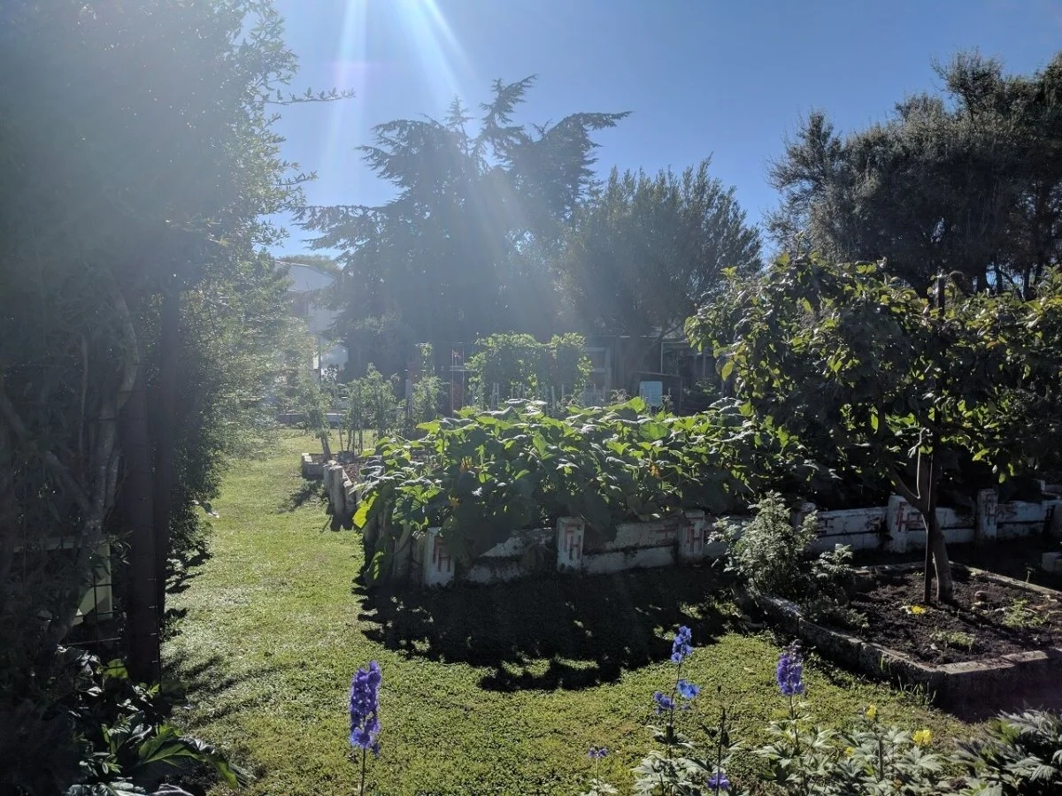 A sunny garden with various trees, bushes, and flowering plants, including purple flowers in the foreground, with sunlight streaming down.