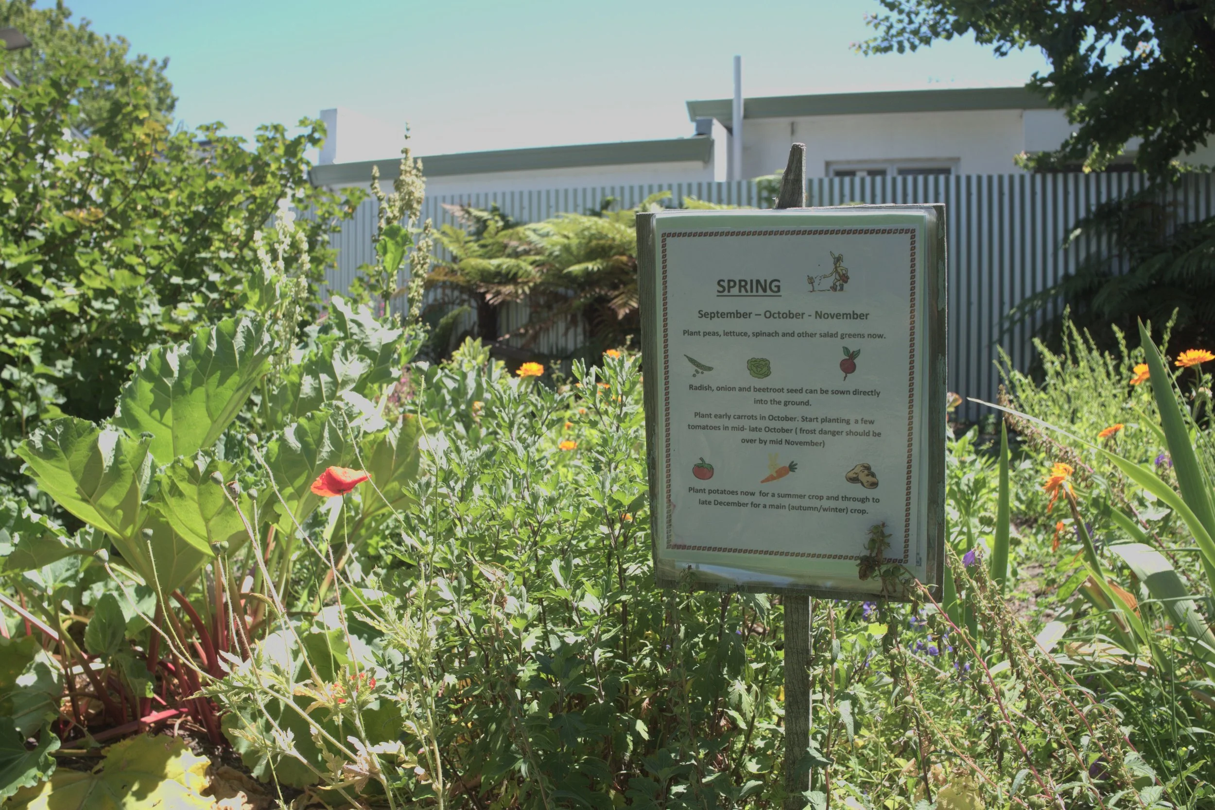 A garden with various plants and flowers, including a red flower in the foreground. In the background, there is a sign titled 'Spring' with planting instructions for September to November, and a building with a modern white exterior and a metal fence