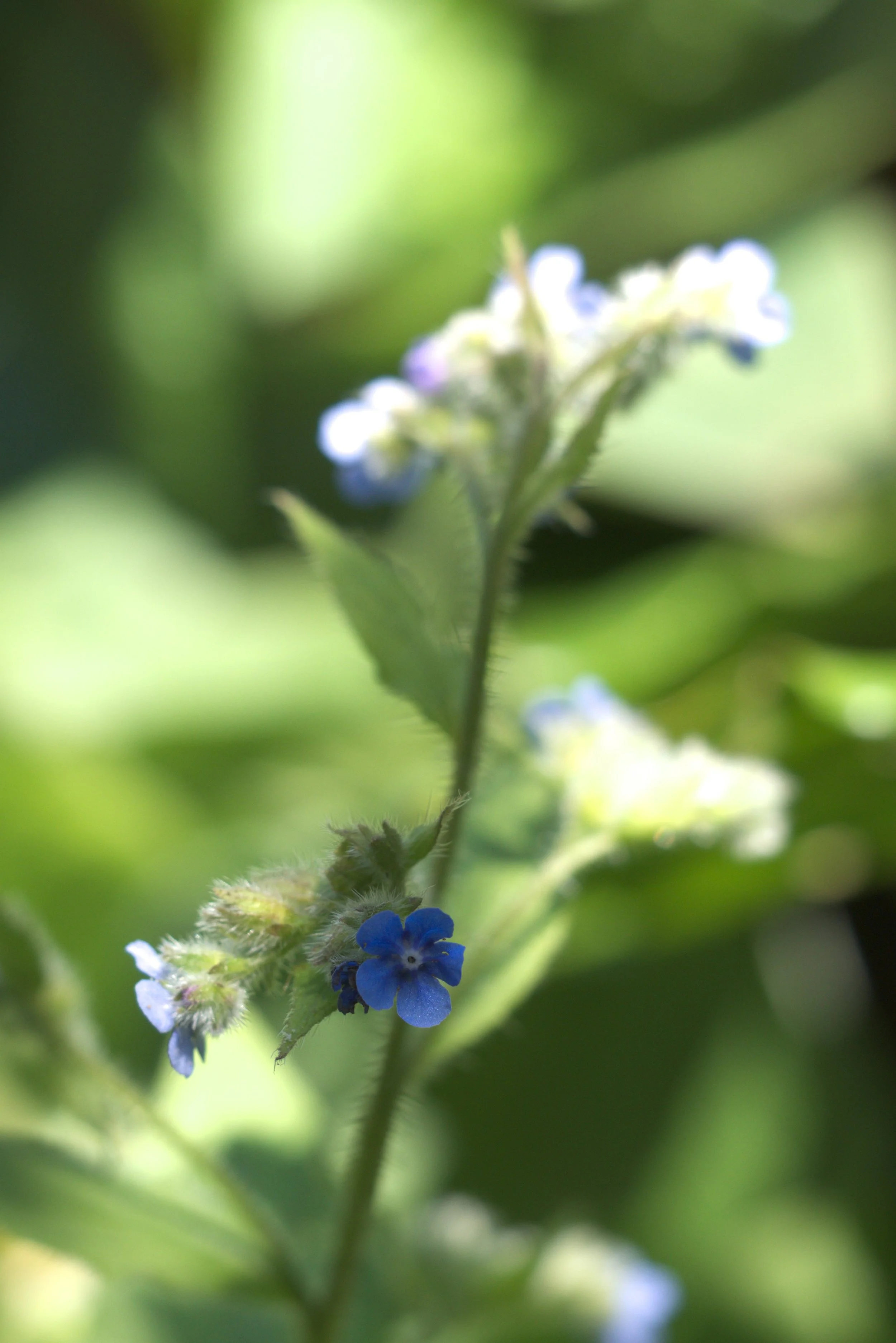 Close-up of a delicate blue flower on a green leafy plant with blurred green background.