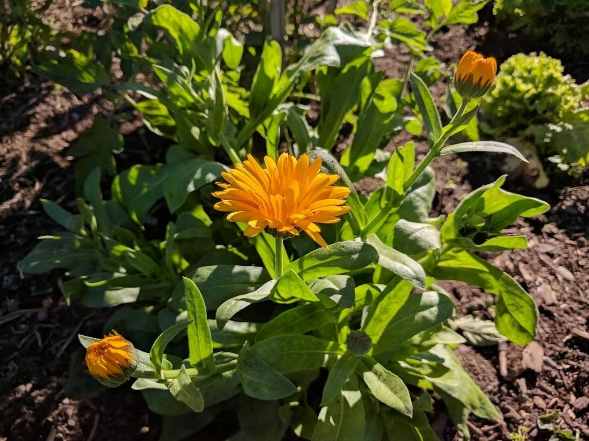 Orange flowers blooming on green plants in a garden bed with brown soil.