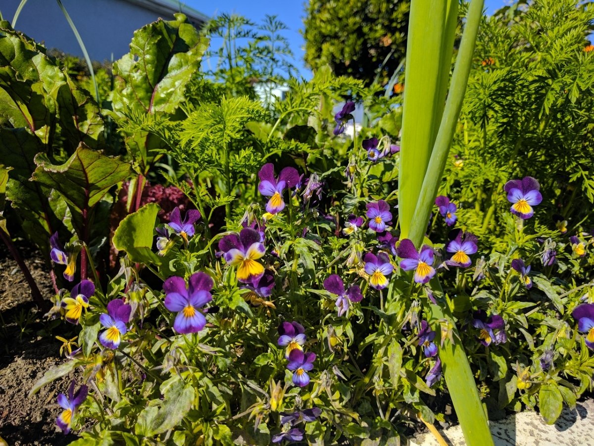 Close-up of purple and yellow pansy flowers growing in a garden bed with green foliage and bright sunlight.