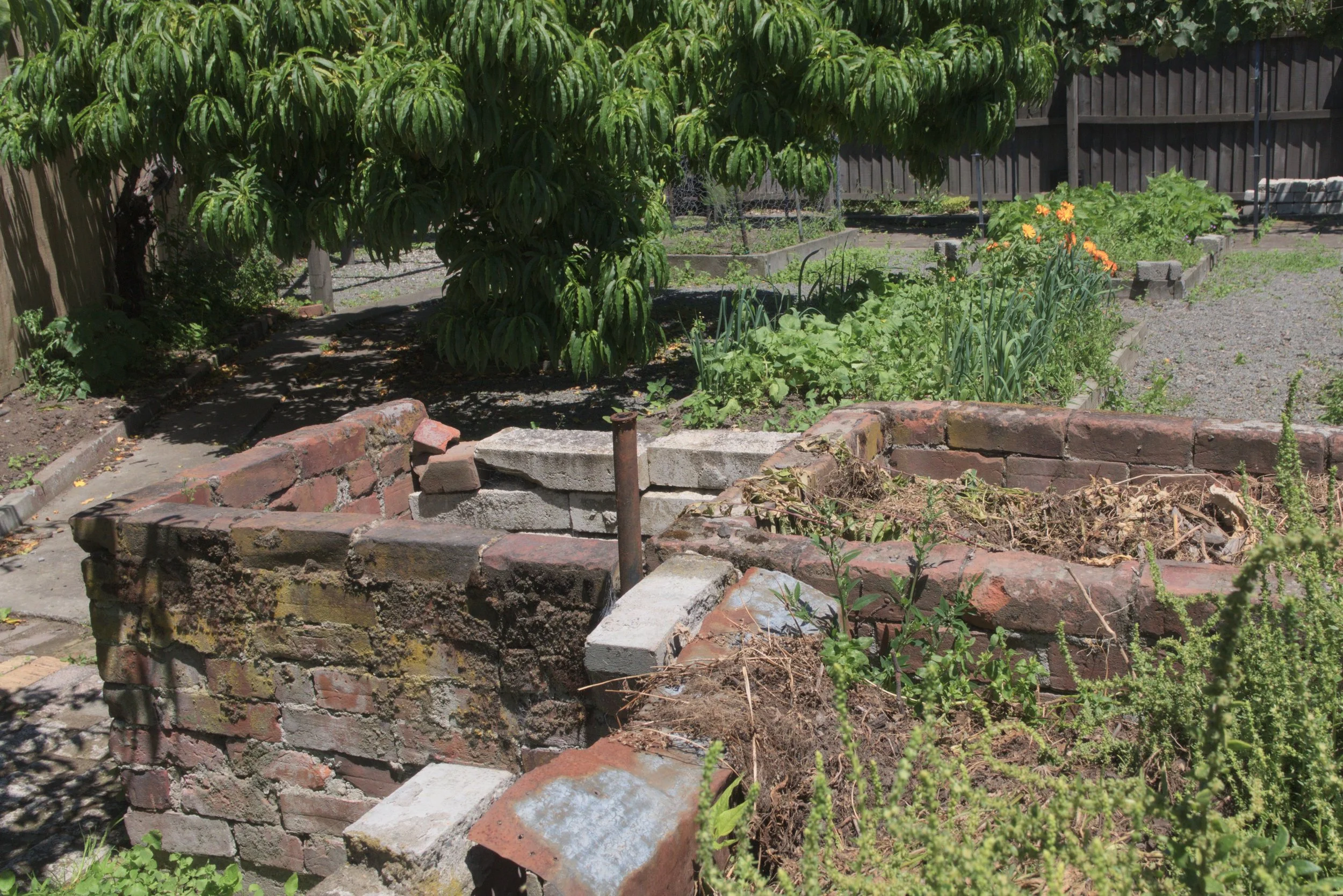 A garden with a small brick border, some plants, and a large green tree, enclosed by a wooden fence.