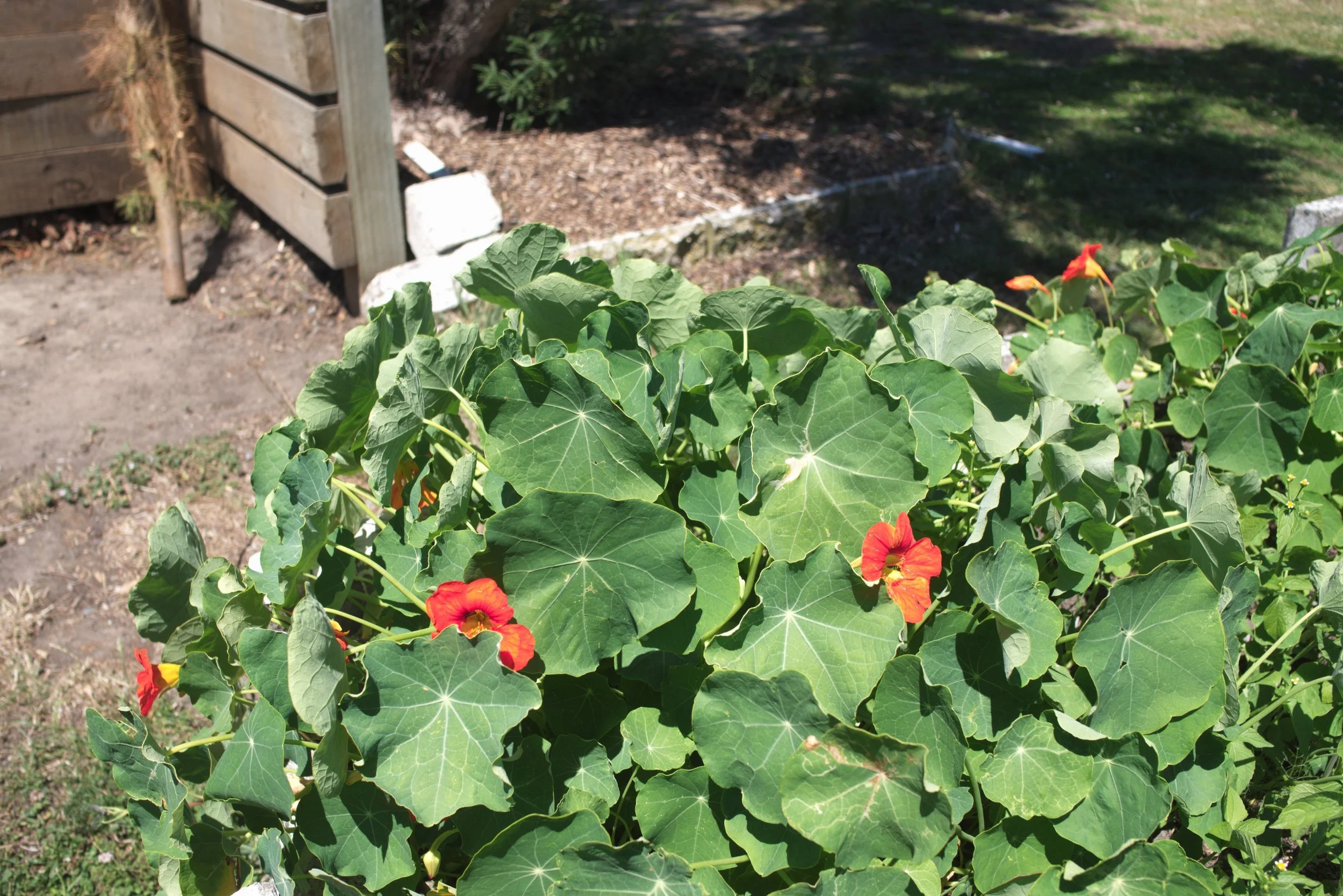 A garden with large green leaves and orange-red flowers, with a wooden fence and soil in the background.