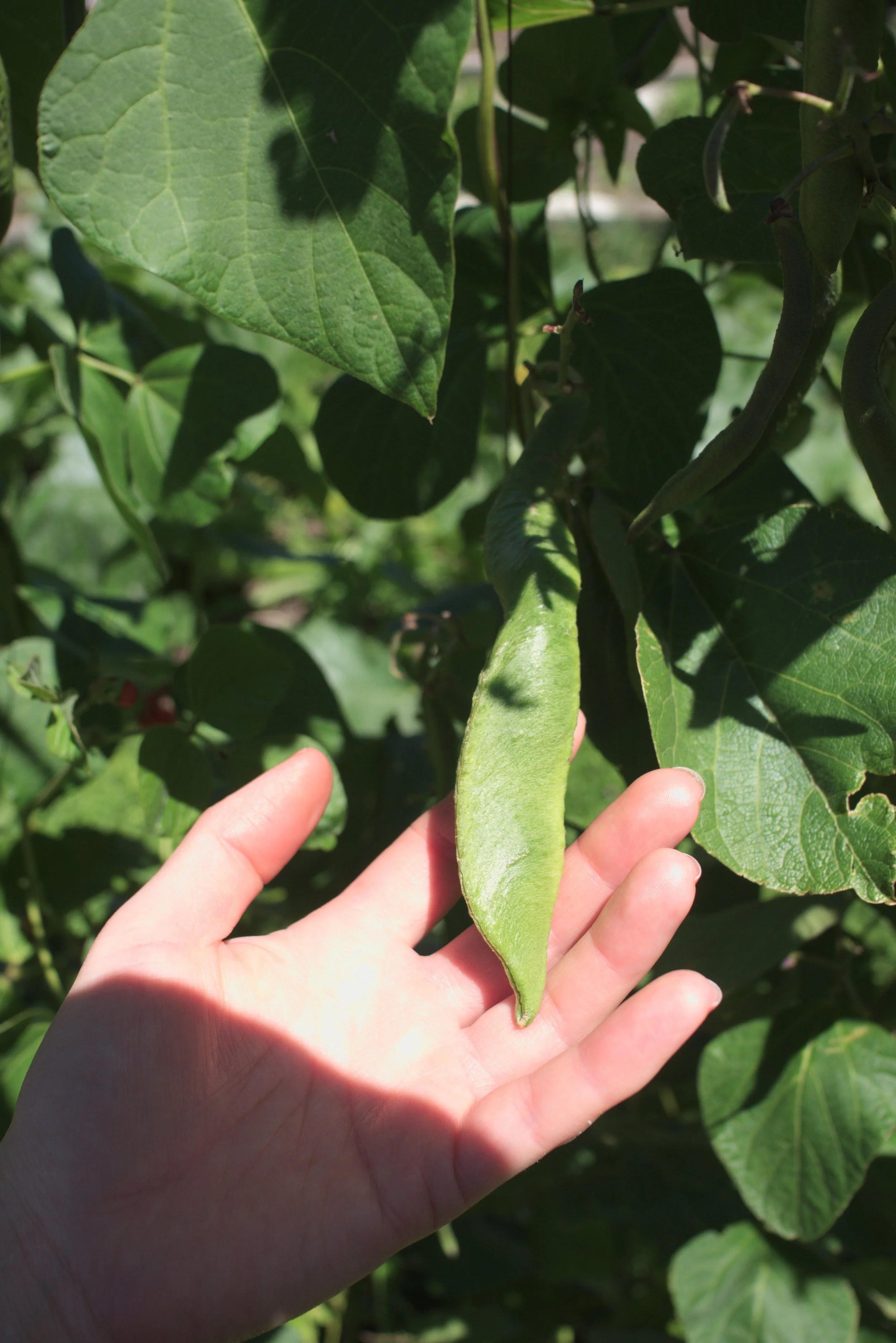 A person's hand holding a green bean pod on a flowering plant with large green leaves.