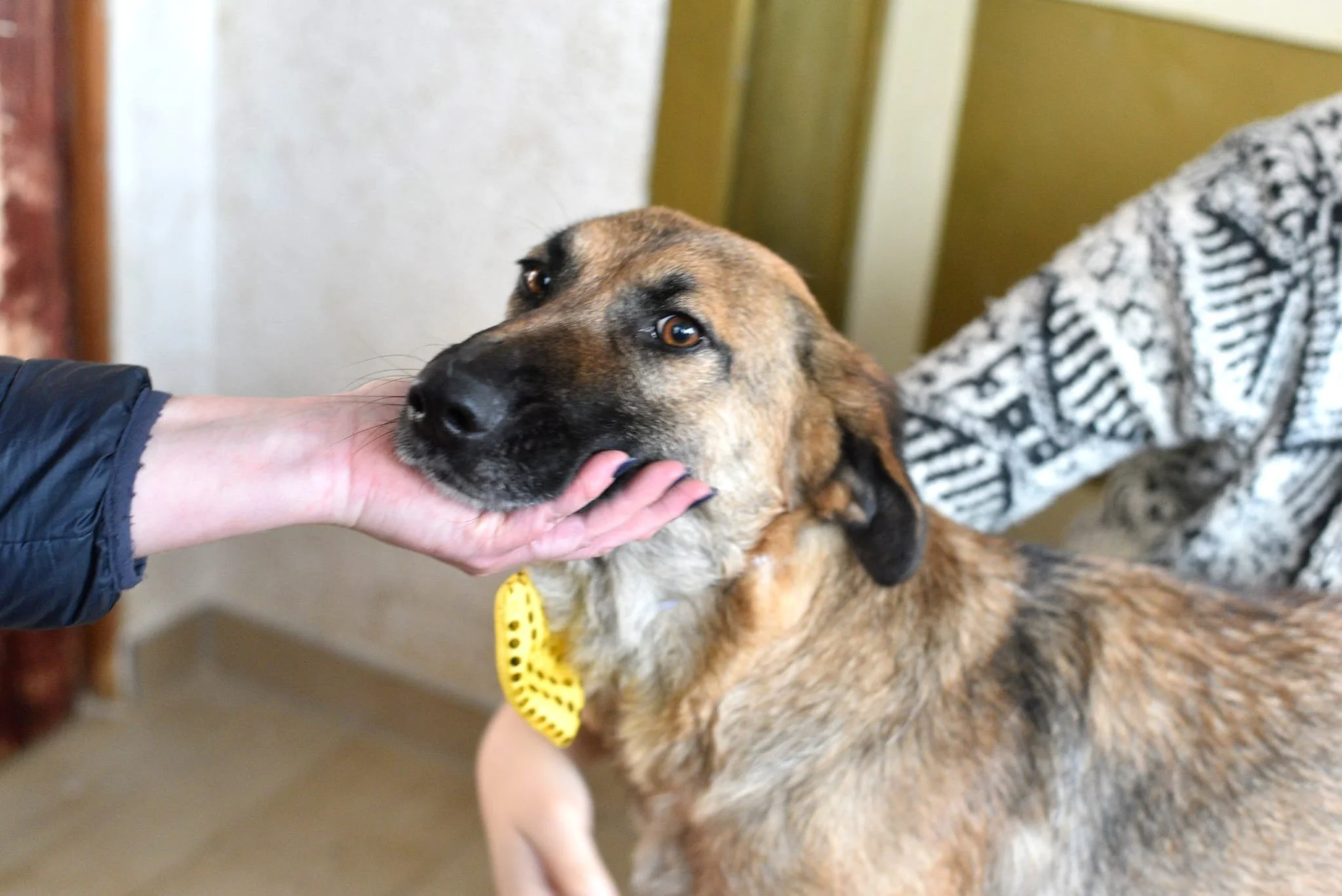 A dog with brown and black fur being petted under the chin by a person with a hand visible, while another person in a black and white patterned shirt holds the dog.