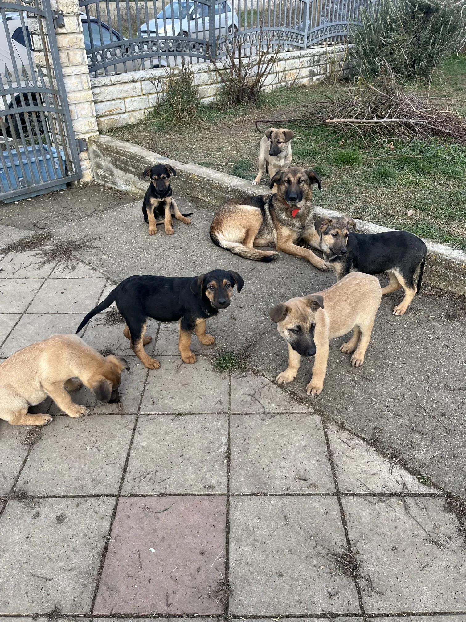 Seven puppies of various colors and sizes outside near a beige tiled patio and a stone wall with a metal fence. Some are sitting, standing, or lying down on dirt and concrete.