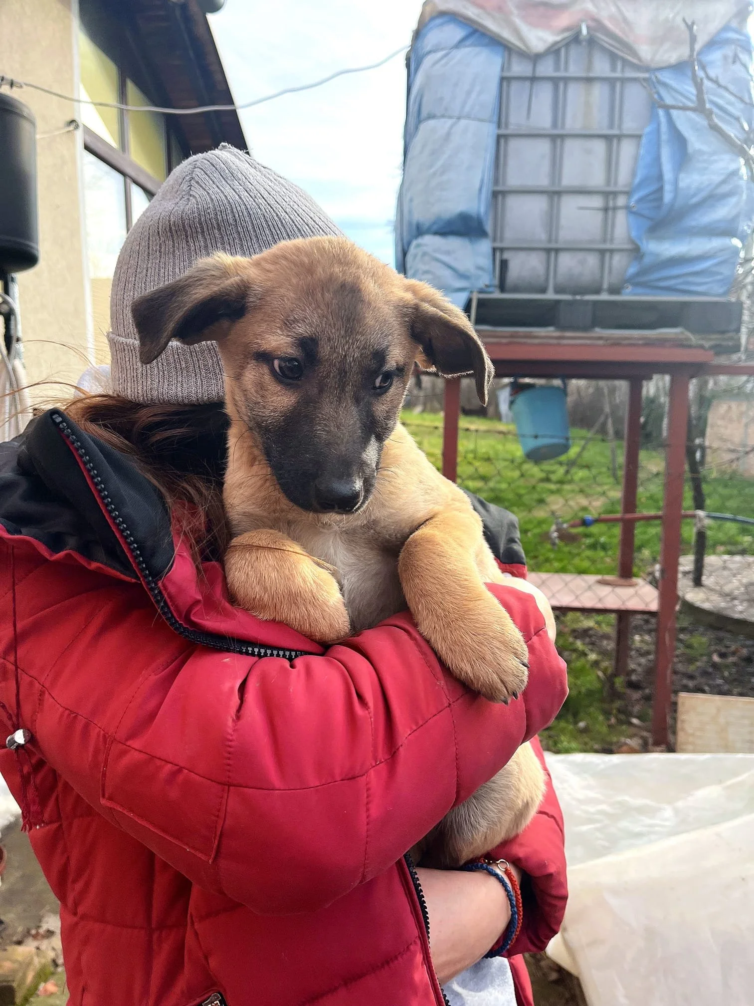A person wearing a gray knit beanie and red puffer jacket is holding a puppy with tan and black fur, outside near a building and a blue plastic-covered structure.
