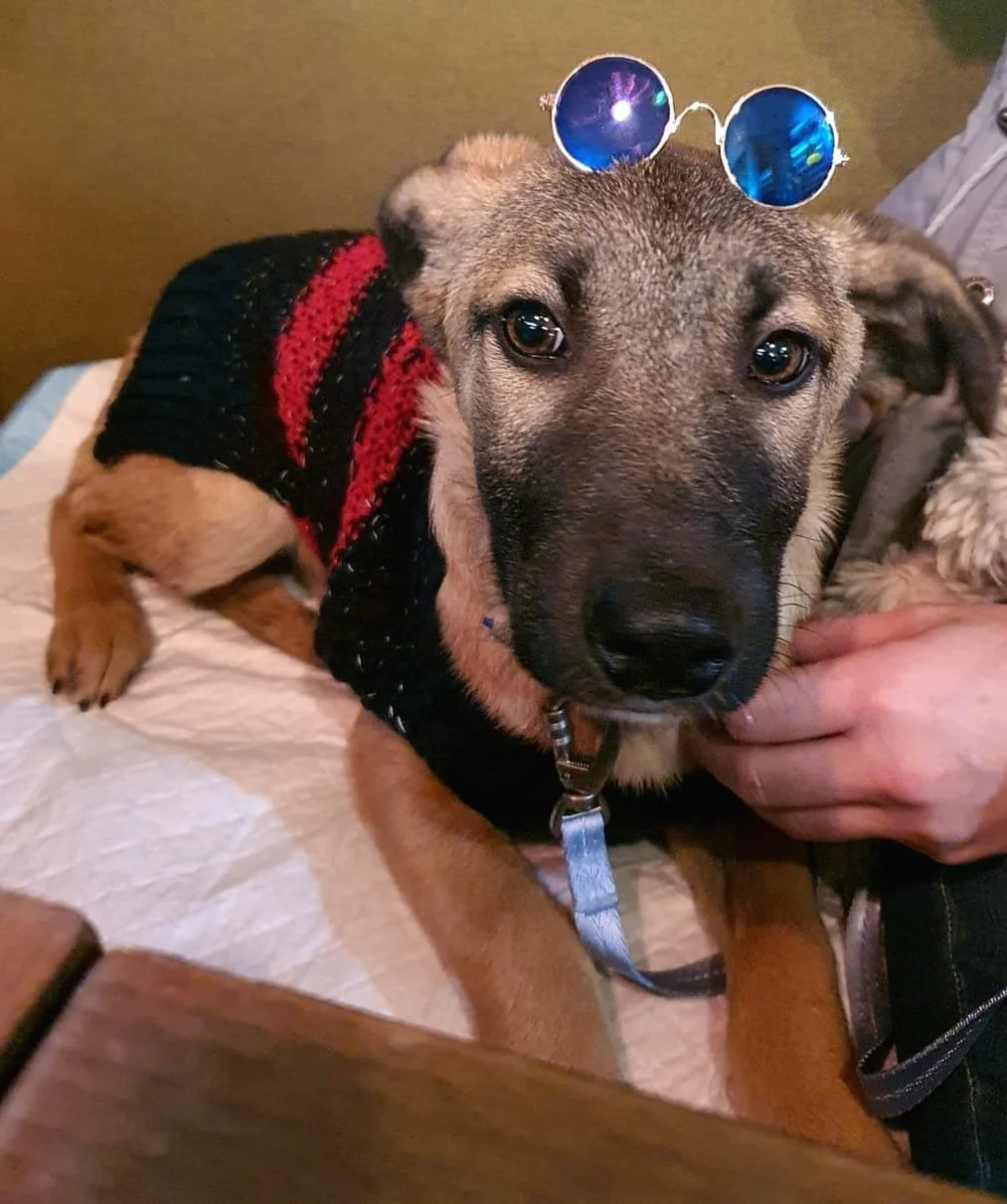 A cute dog wearing sunglasses on its head and a black and red sweater, lying on a bed with a paw being gently held by a person.
