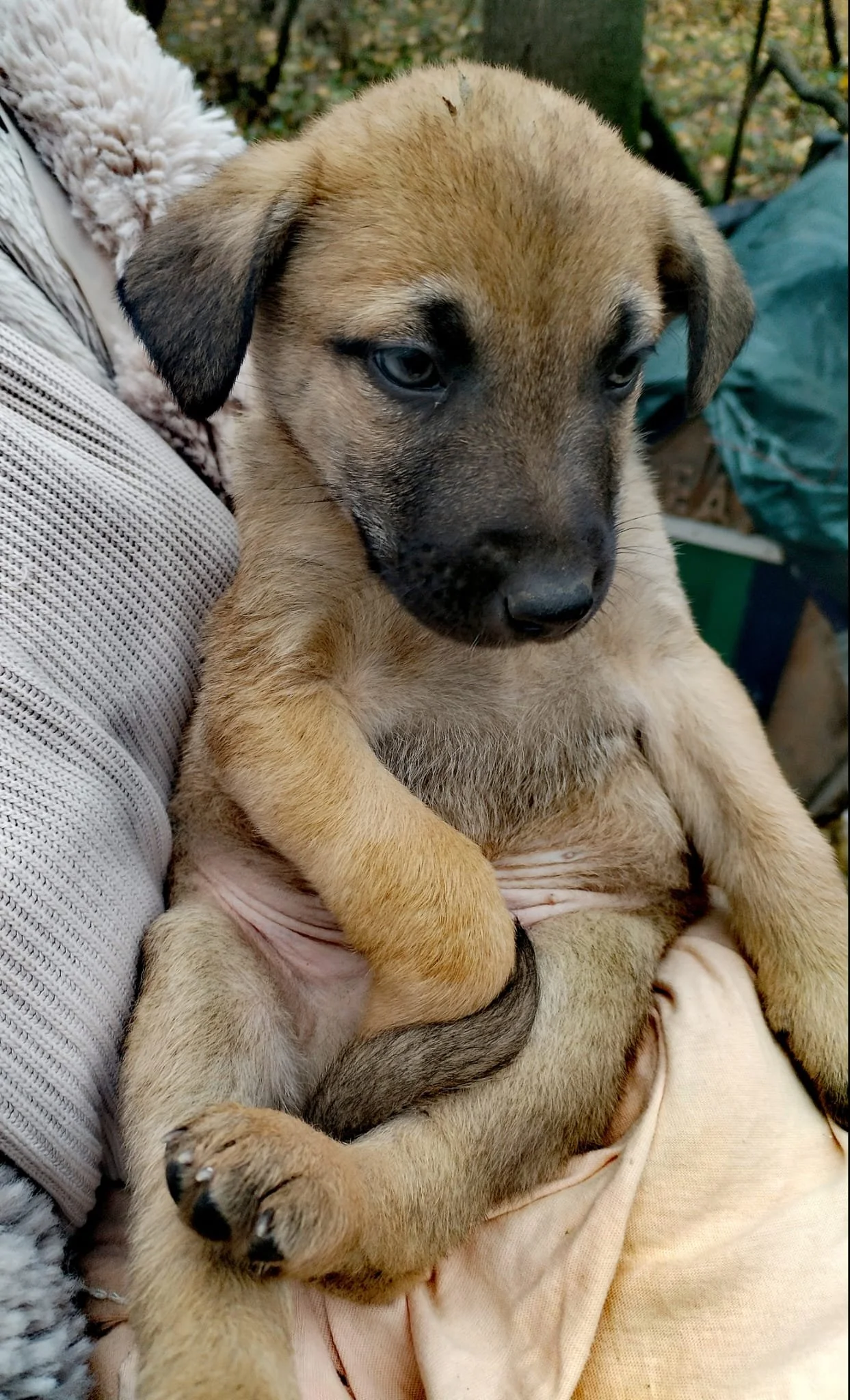 A cute puppy with a tan and black coat sitting on a person's lap outdoors, surrounded by trees and autumn leaves.