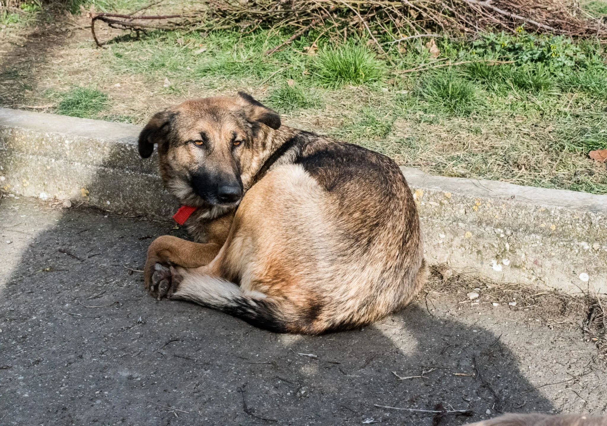 A lying dog with a red collar, resting on the ground near a curb and some grass, looking back at the camera.