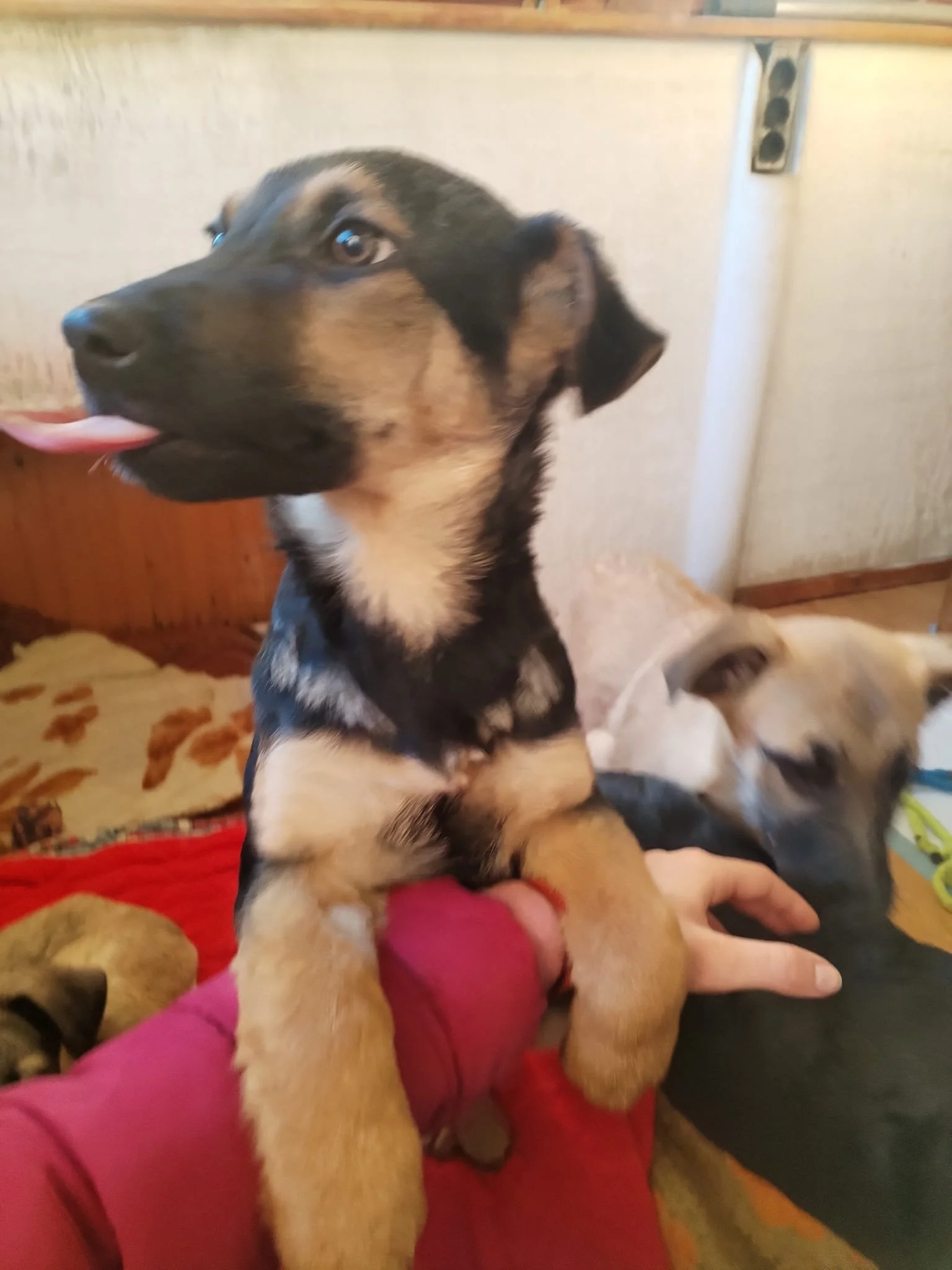 A puppy with black and tan fur, sticking out its tongue, being held up by a person's arm in a red sleeve, with another light-colored puppy in the background.