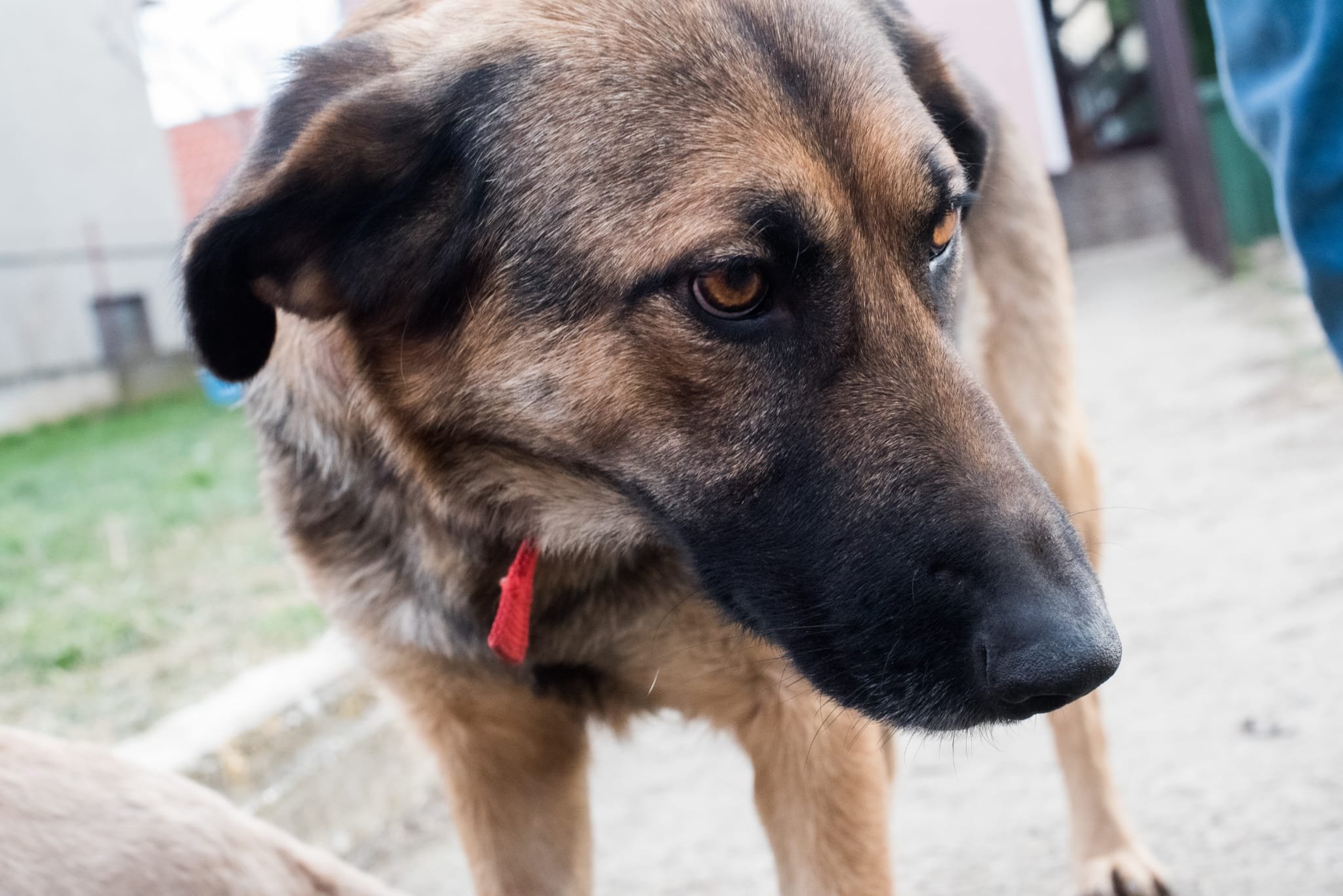 A close-up of a large dog with brown and black fur and a red collar, outdoors on a cloudy day.