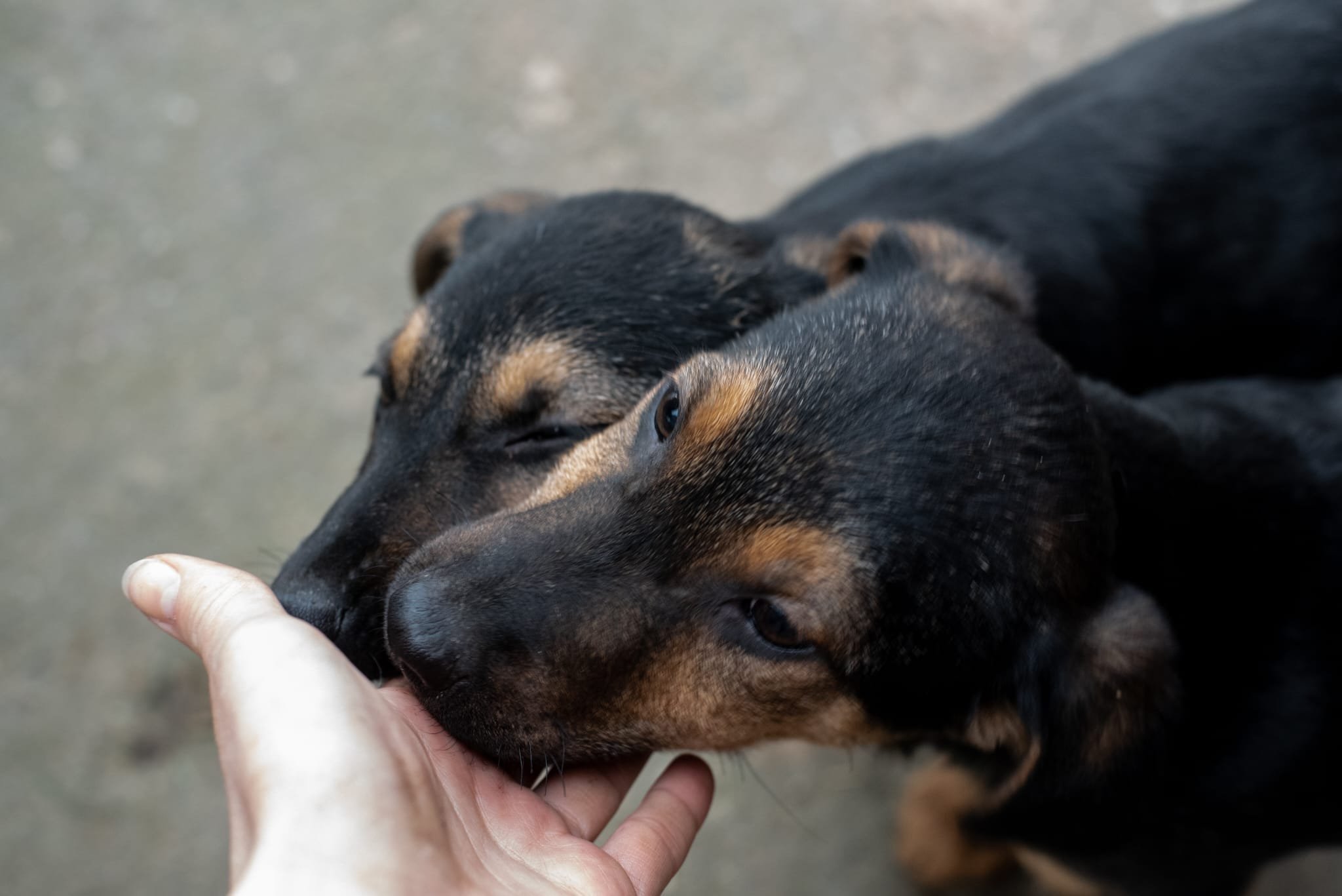 Two black puppies with brown markings snuggling and licking a person's hand.