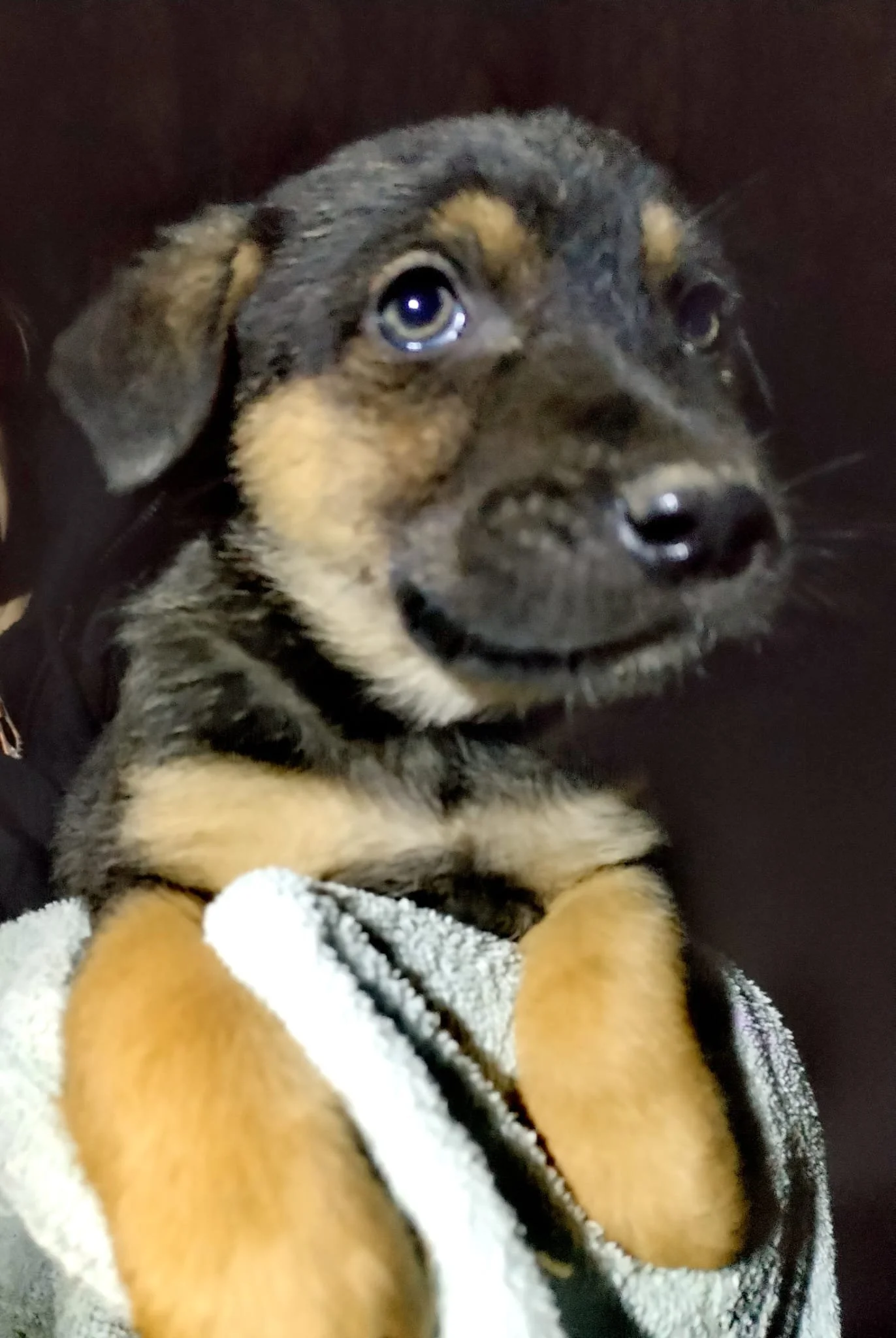 Close-up of a cute puppy with black and tan fur, looking upward, resting on a towel or blanket.
