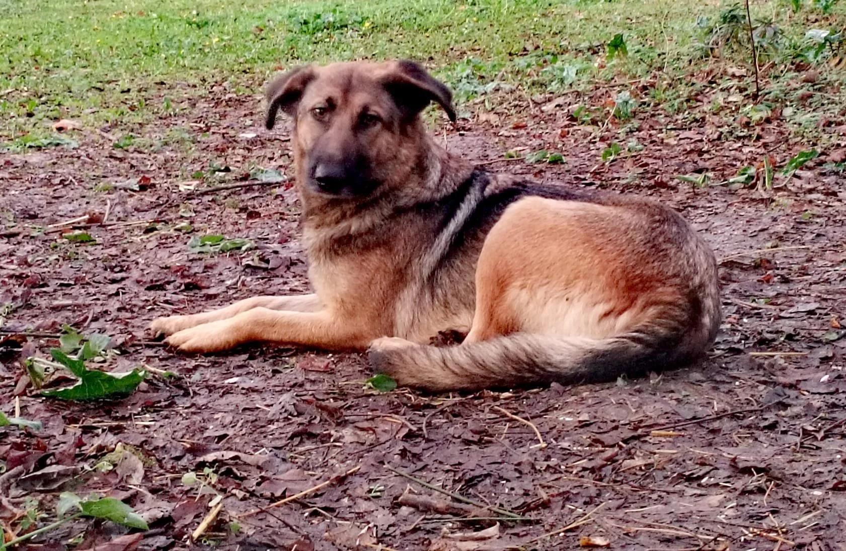 A brown and black dog lying on the ground outdoors, surrounded by dirt and green plants.