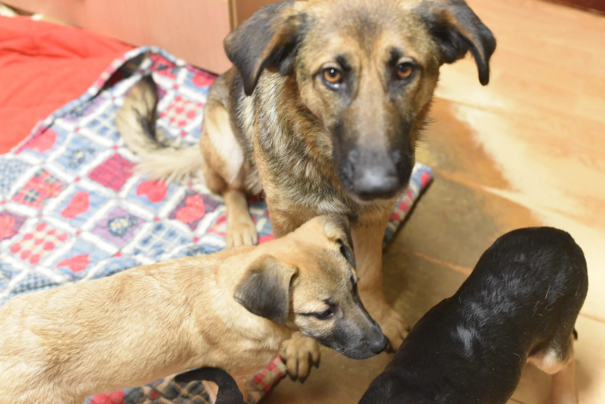 Three dogs, one large brown and black, sitting on a quilted blanket inside a house.