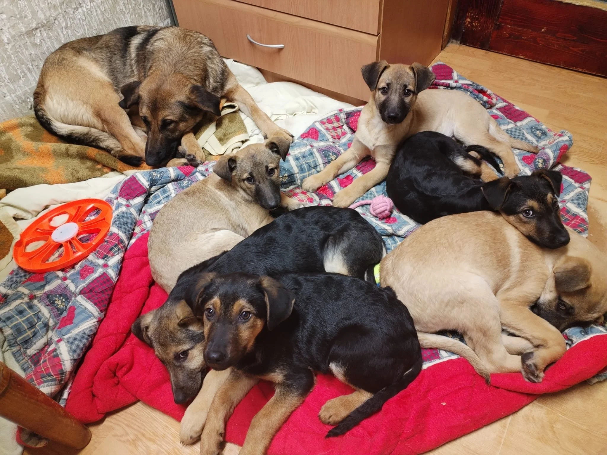Six puppies and one adult dog resting on blankets and a red mat on the floor inside a room.