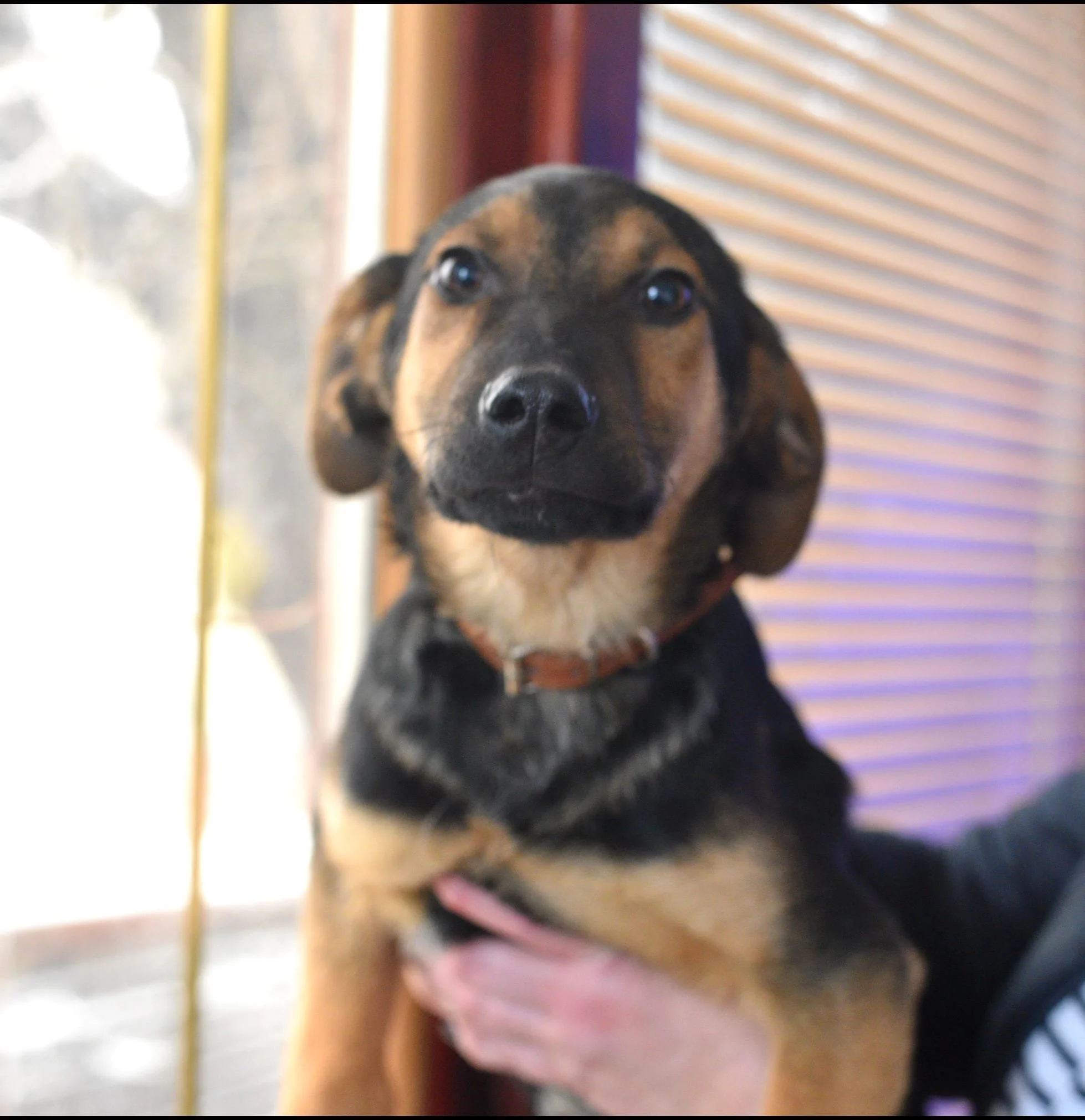 Close-up of a young black and tan puppy with floppy ears, being held by a person. The background shows office blinds and a window with sunlight.