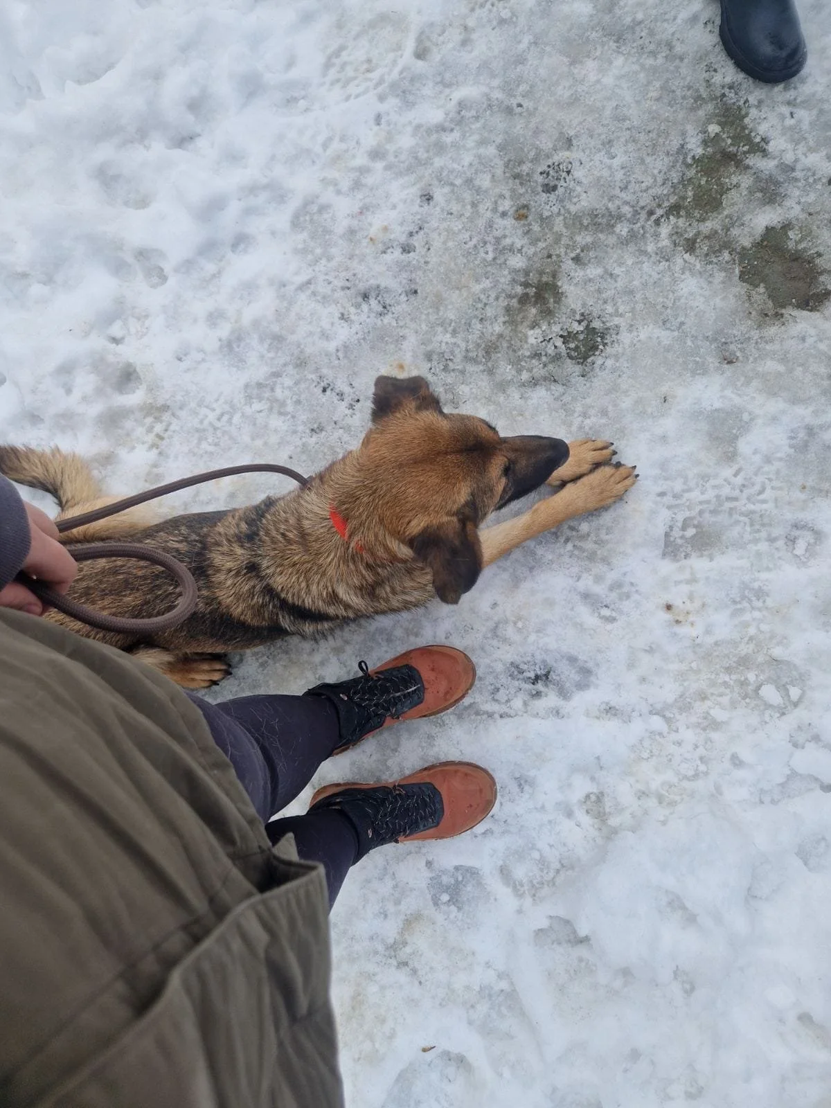 A person standing on snow and ice with a brown and black dog lying down beside their legs. The person is wearing brown boots and black pants, and holding the dog's leash. Part of another person's black shoe is visible in the top right corner.