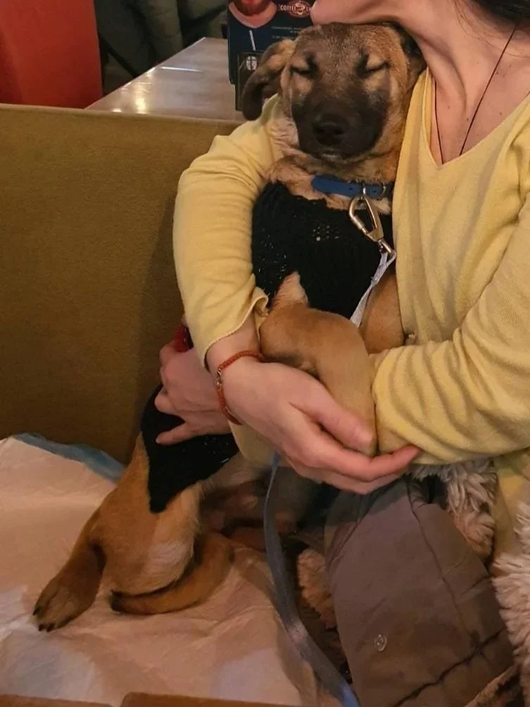 A person holding a large, happy puppy on their lap. The puppy has its eyes closed and is wearing a black sweater and a blue collar. The setting appears to be a cozy indoor space, possibly a restaurant or cafe.
