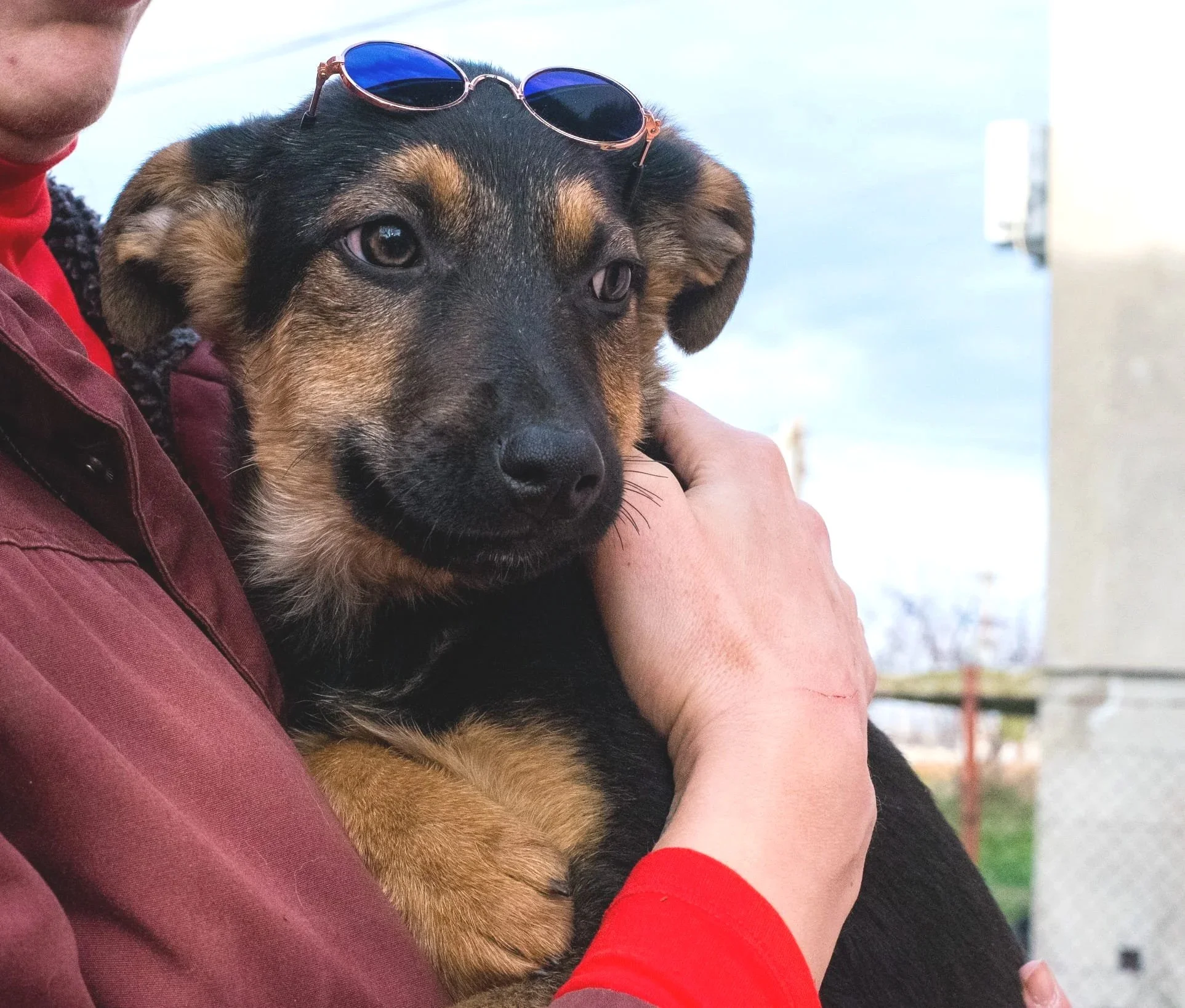 A person holding a puppy with sunglasses on its head, outdoors during daytime.