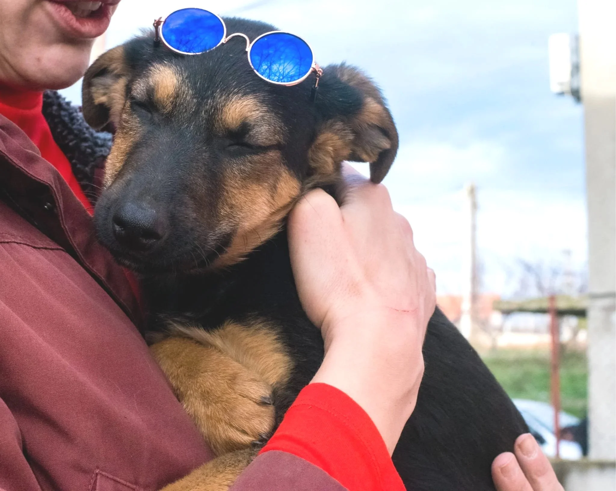 A person holding a sleeping small black and brown puppy with blue sunglasses on top of its head, outdoors with a cloudy sky in the background.