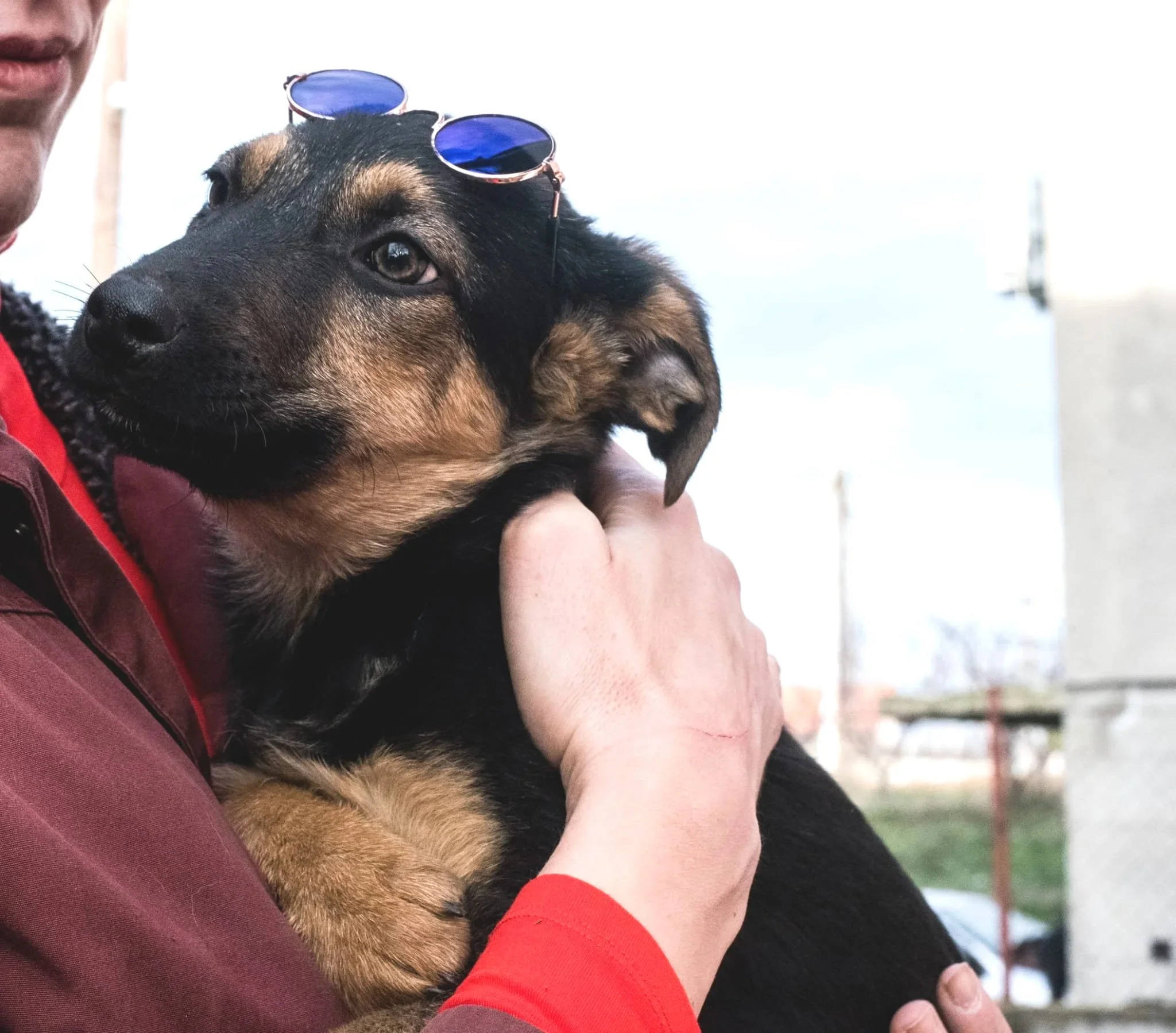 A person holding a black and tan puppy with glasses on its head, outdoors with a building and power lines in the background.