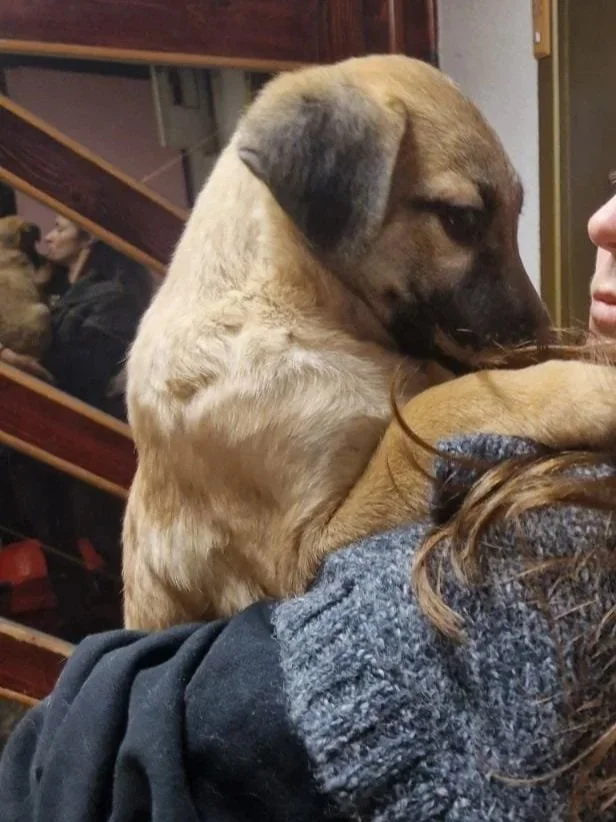 A large brown puppy sitting on a person's shoulder indoors, with other puppies visible in the background.
