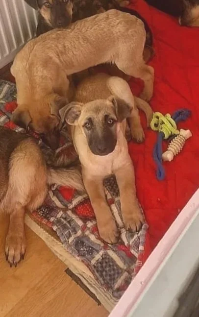 Multiple puppies, one is lying on a red blanket with toys around, looking directly at the camera.