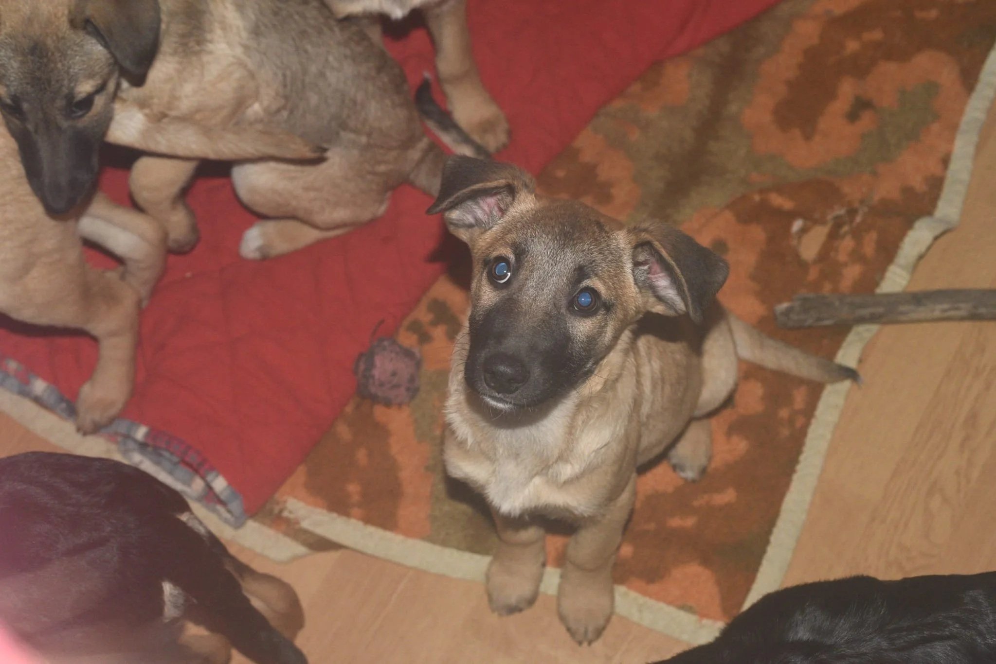 A group of puppies on a colorful rug, with one puppy looking up at the camera with blue eyes.