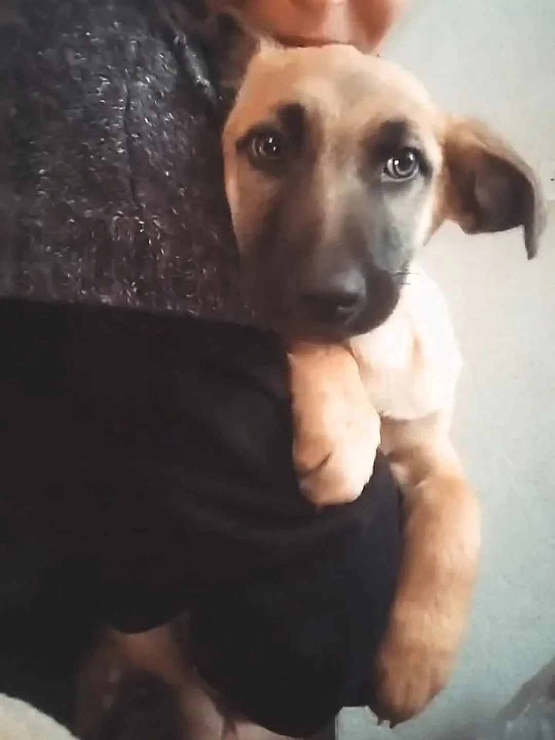 A puppy with light tan fur and black markings on its face being held by a person wearing a dark, textured sweater.