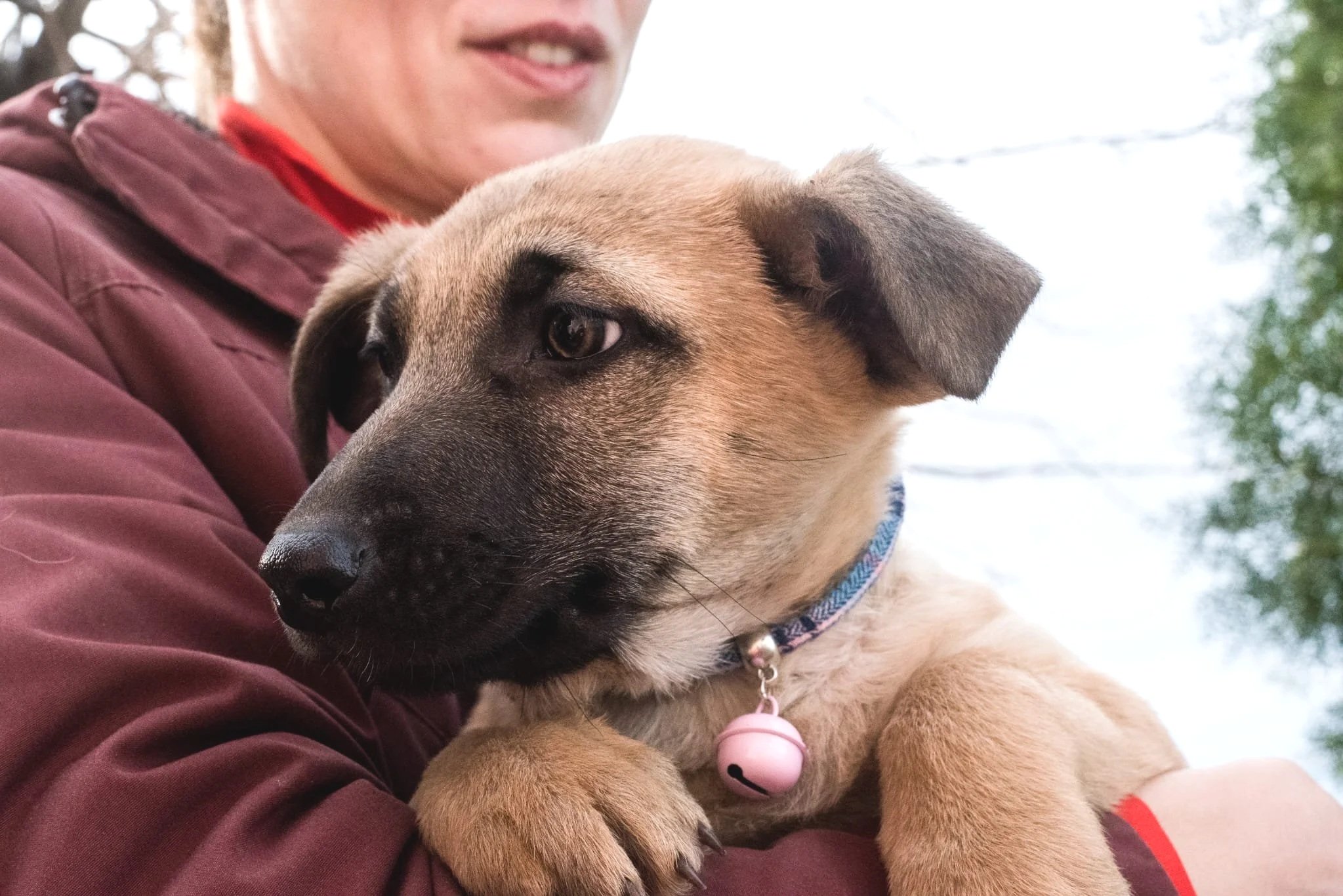 Person holding a tan and black puppy with a pink collar and bell outdoors, with trees and sky in the background.