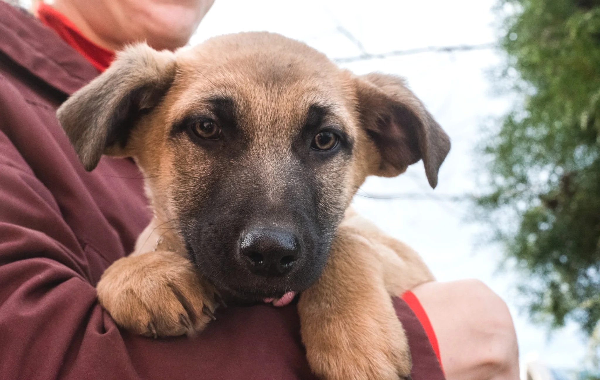 Close-up of a young dog with tan and black fur being held in someone's arms outdoors, with trees and sky in the background.