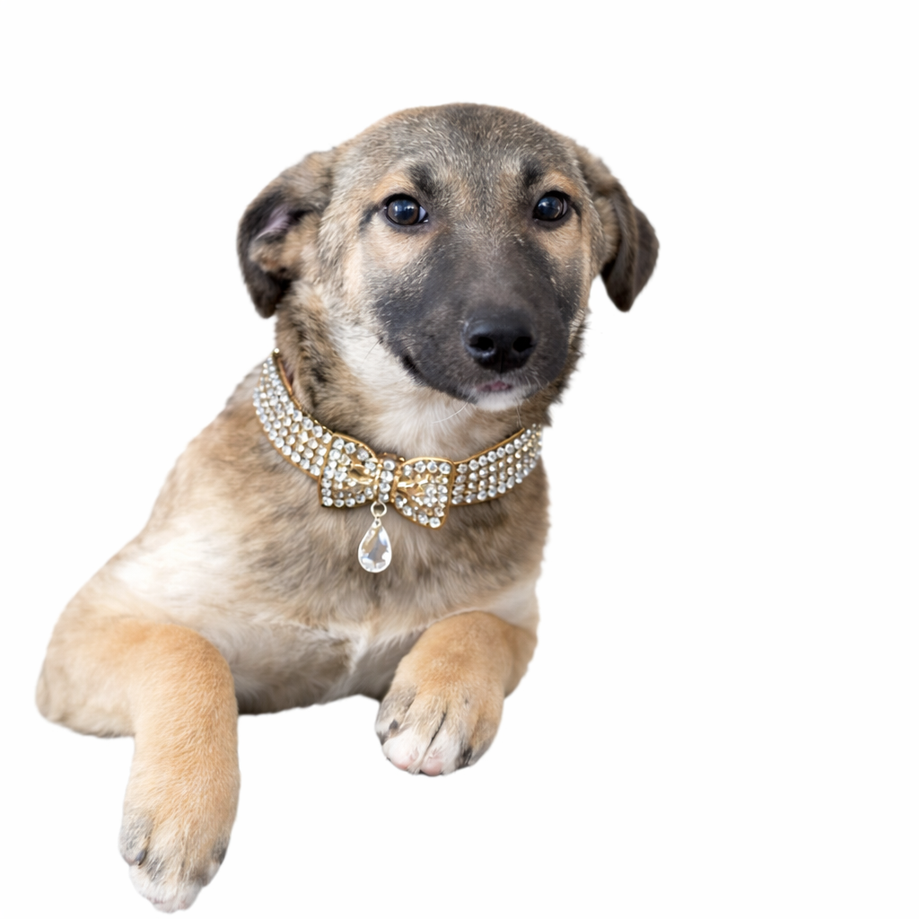 A cute puppy with a brown and black coat, wearing a gold rhinestone collar with a bow and dangling gem, posing against a white background.