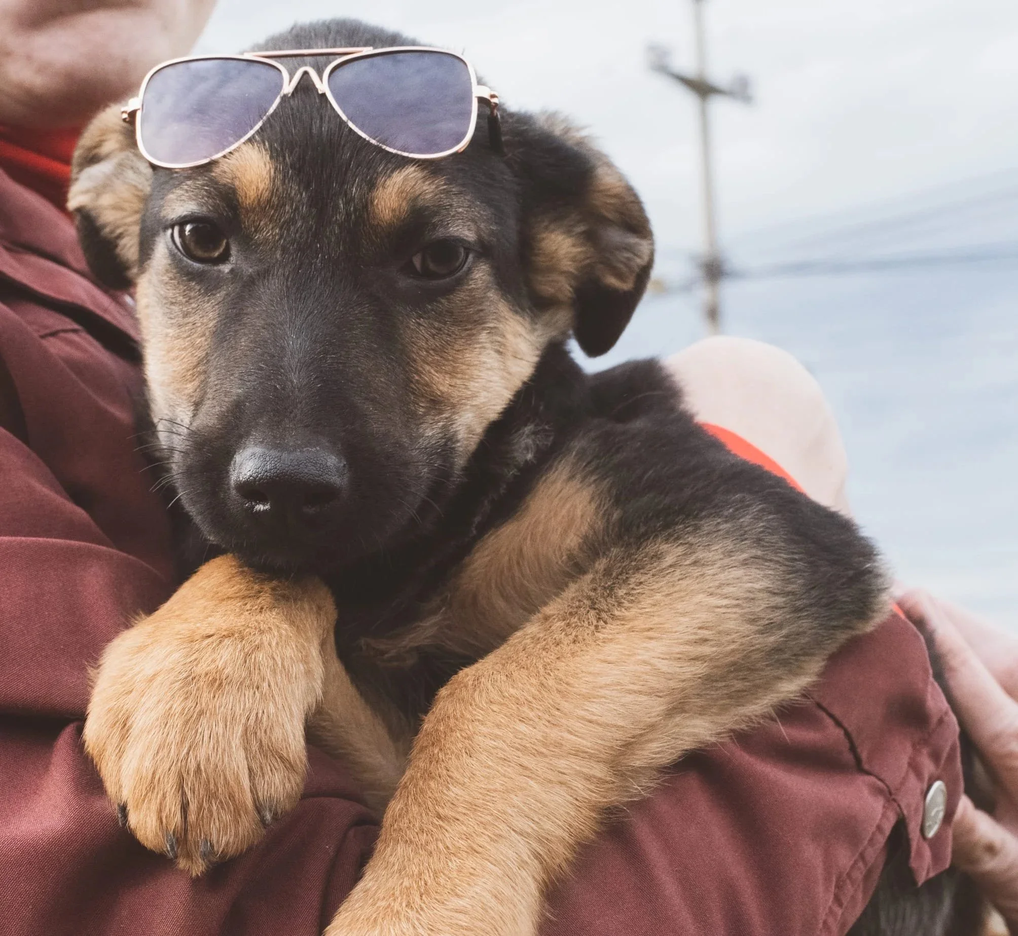 A puppy with black and tan fur, wearing sunglasses on its head, resting on a person's arm, with a blurry outdoor background including a power line.