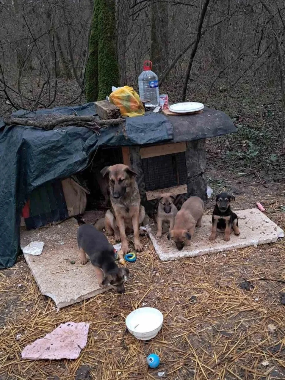 Six puppies sitting and standing in a forest near a makeshift shelter with discarded items on top, surrounded by pine needles and dirt.
