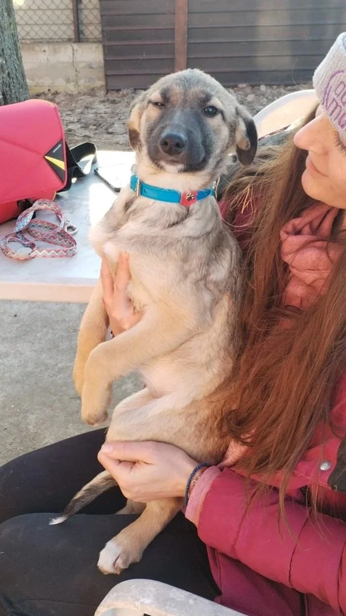 A woman holding a playful puppy, winking, outdoors with a backyard fence in the background. The puppy has a gray and tan coat, a blue collar, and is sitting on the woman's lap.