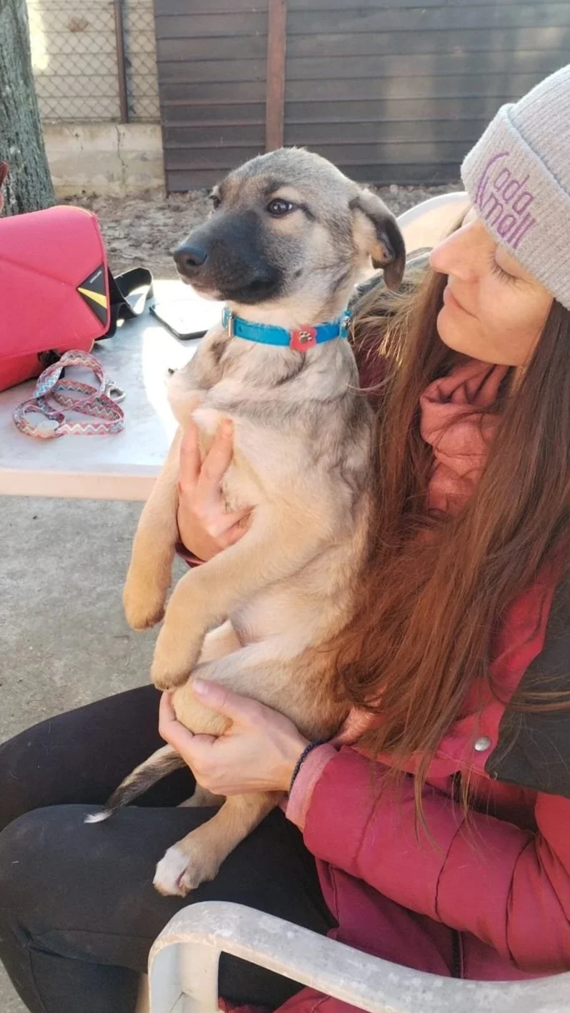 A woman with long hair, wearing a gray beanie with purple and pink text, is holding a tan and black puppy with a blue collar, sitting outside near a table with a pink bag and some leashes.