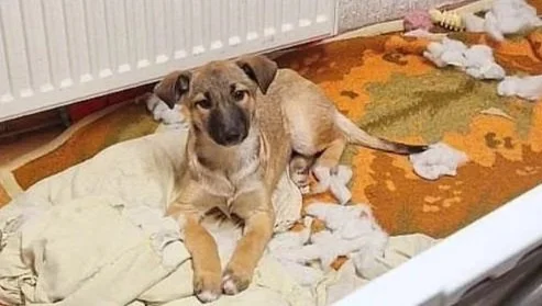 A small dog sitting on a pile of shredded paper and fabric scraps, with a painted orange and green patterned carpet and a white radiator in the background.